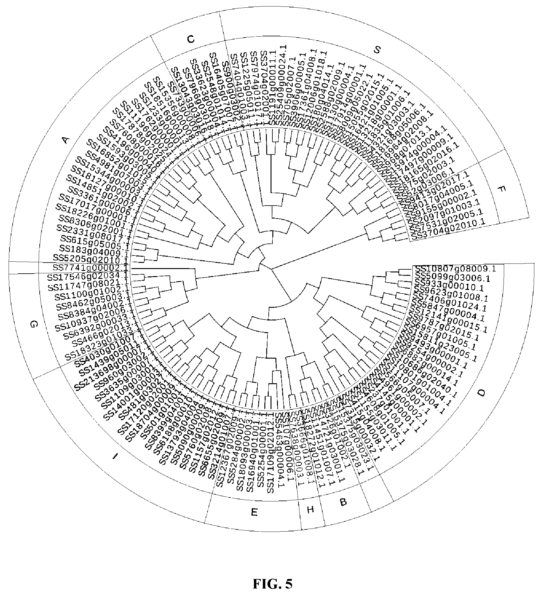Patent US11773401 Figure 5 – bZIP transcription factors regulate conversion of nicotine to nornicotine