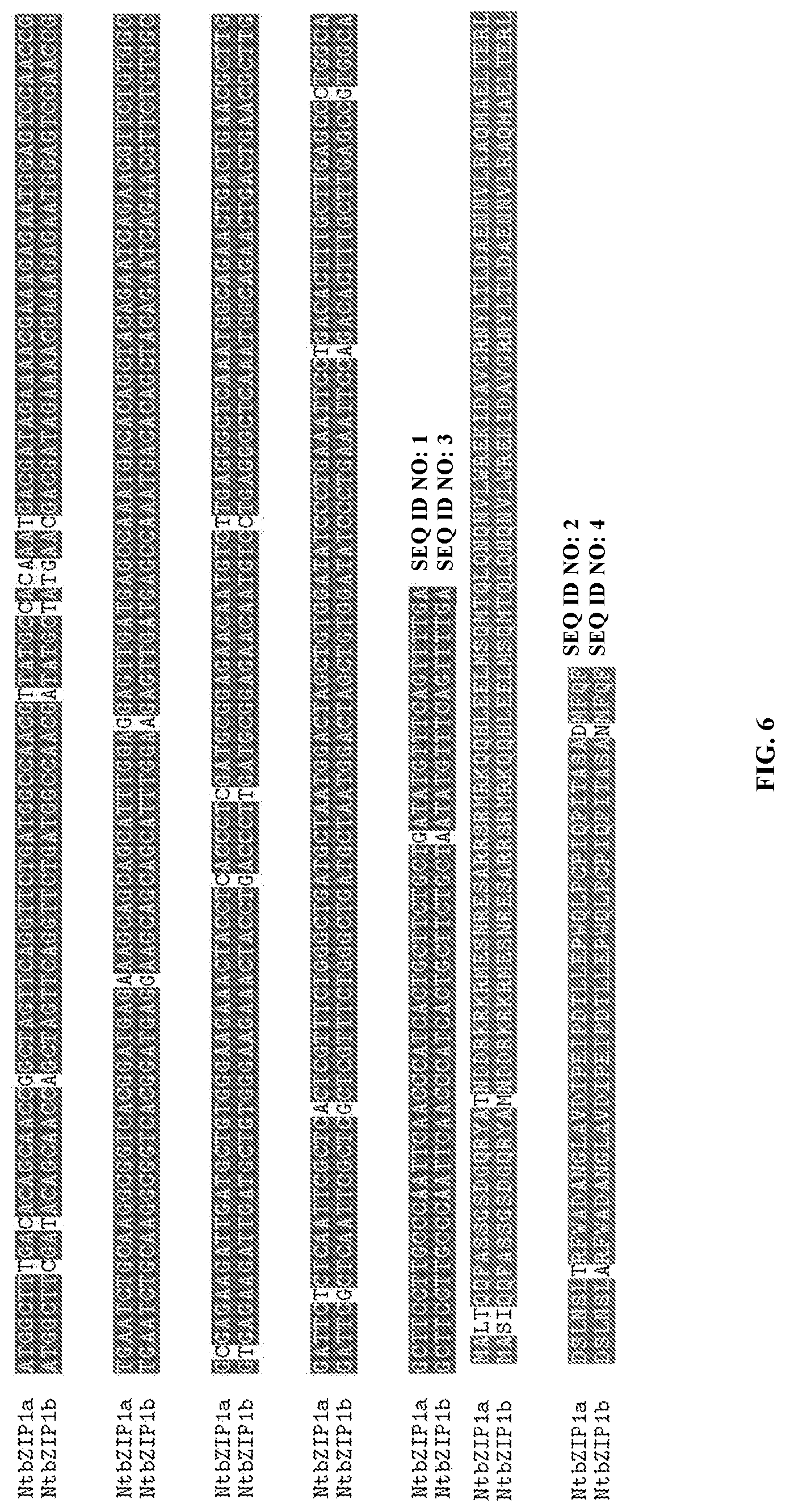 Patent US11773401 Figure 6 – bZIP transcription factors regulate conversion of nicotine to nornicotine