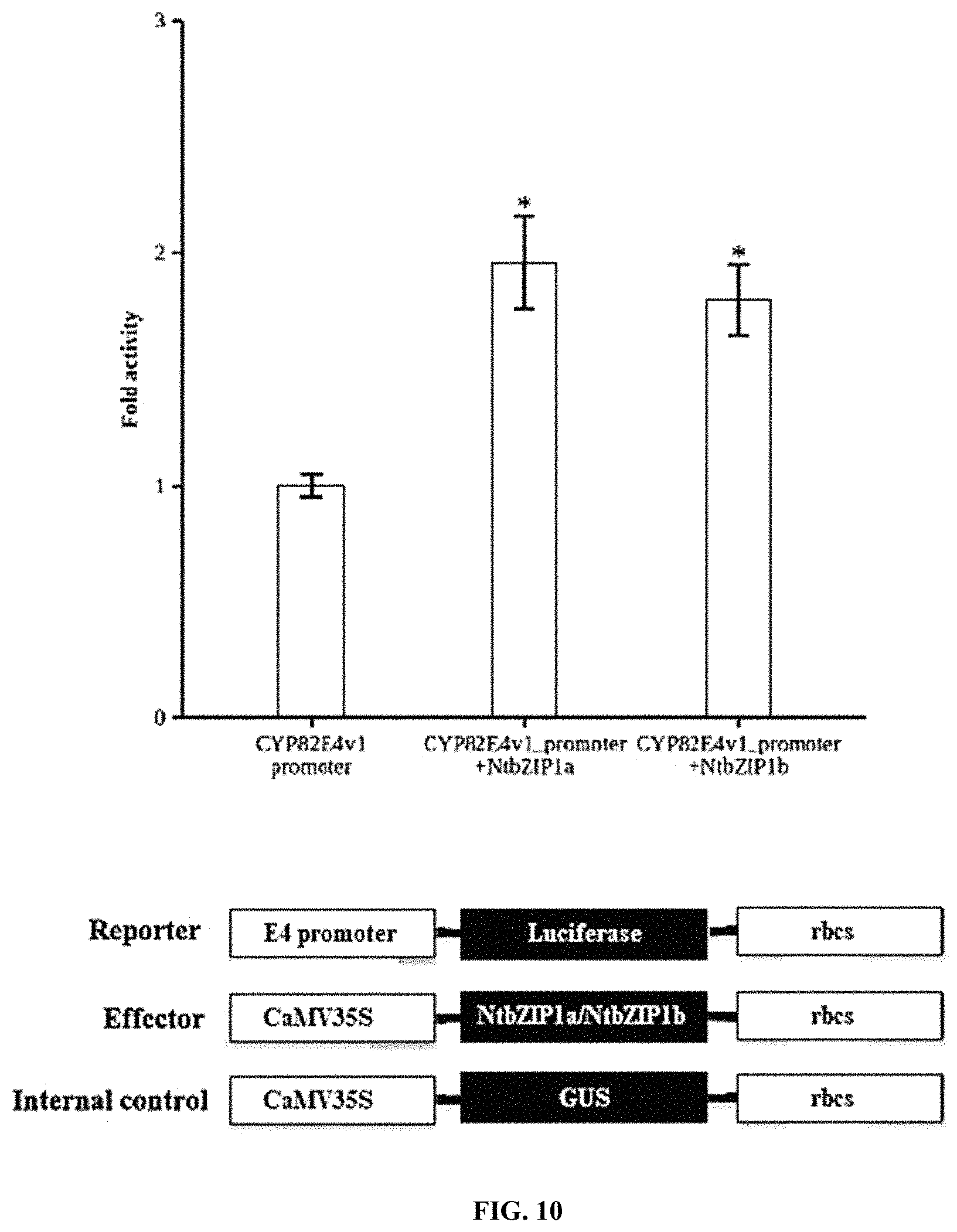 Patent US11773401 Figure 10 – bZIP transcription factors regulate conversion of nicotine to nornicotine