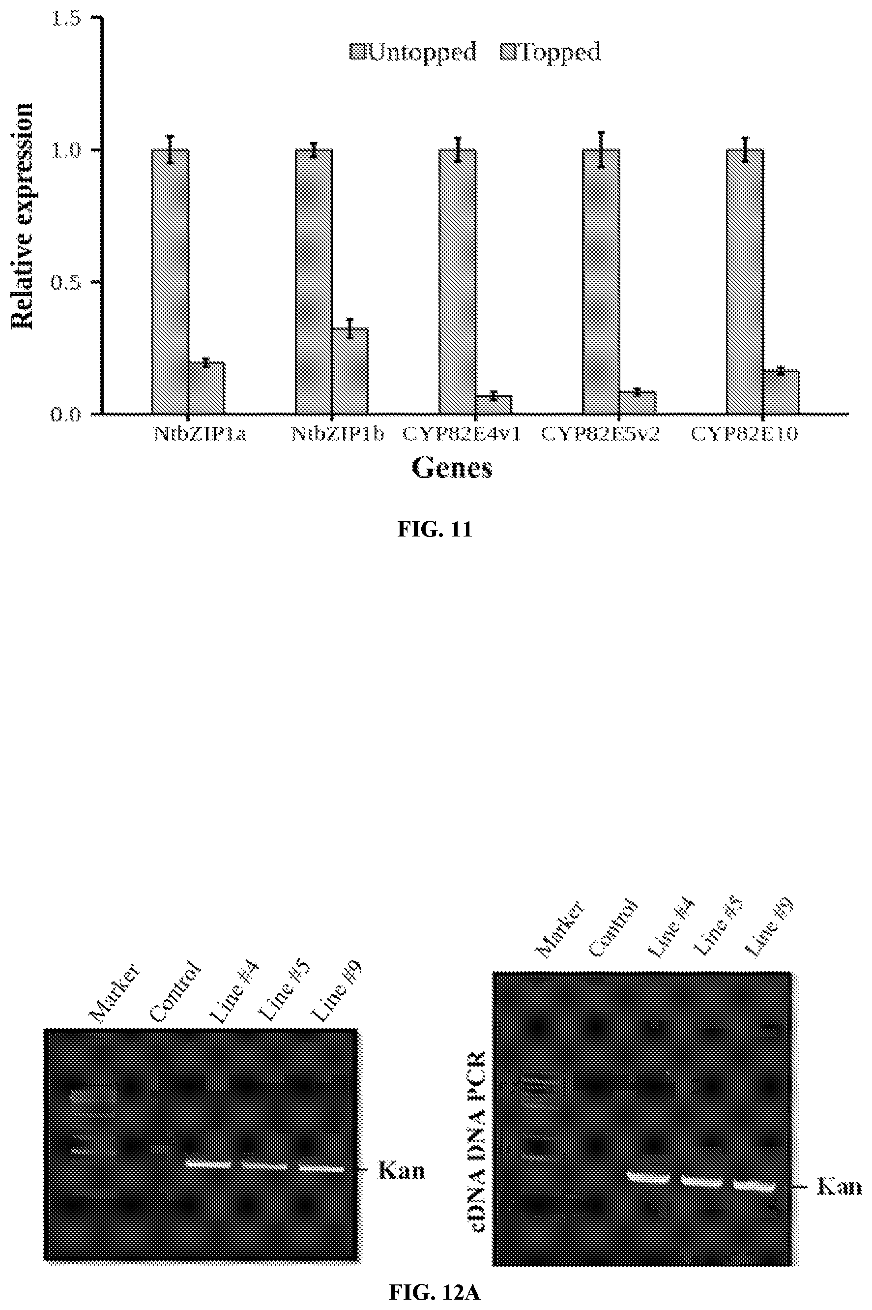 Patent US11773401 Figure 11 – bZIP transcription factors regulate conversion of nicotine to nornicotine