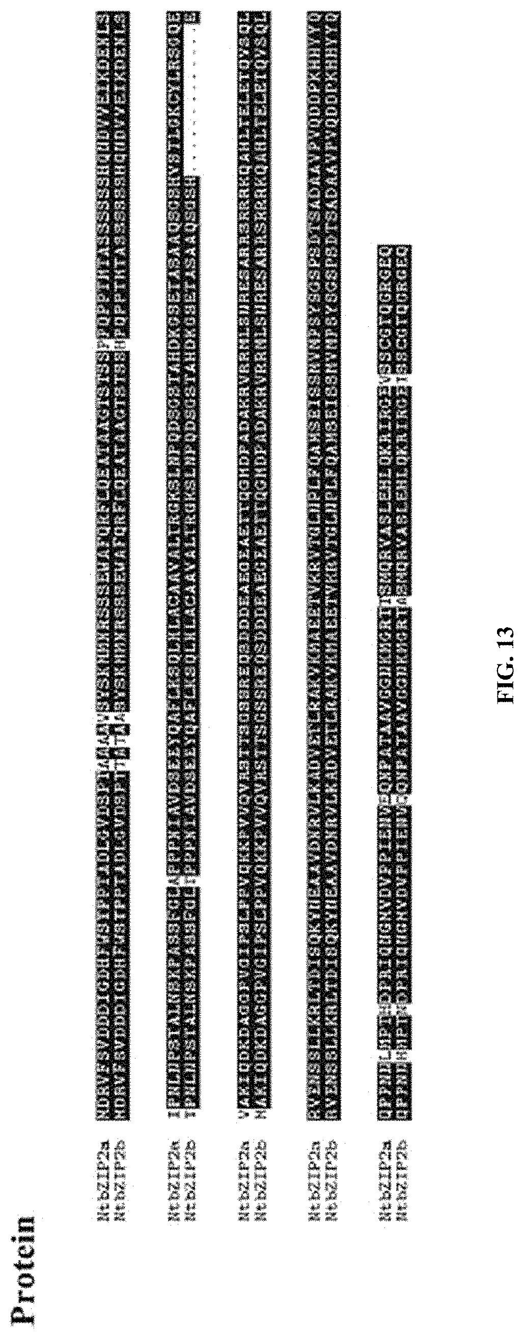 Patent US11773401 Figure 13 – bZIP transcription factors regulate conversion of nicotine to nornicotine