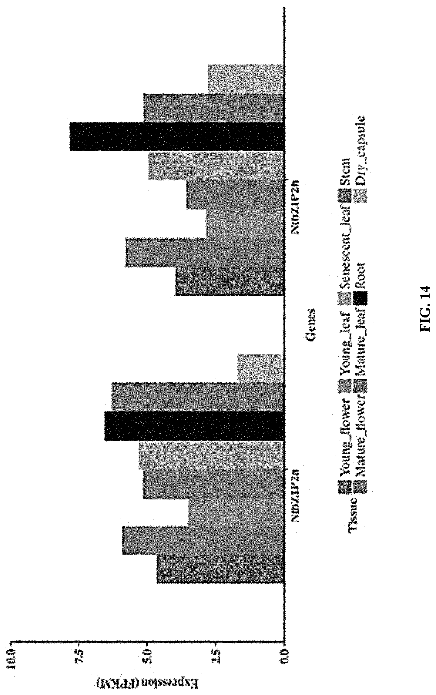 Patent US11773401 Figure 14 – bZIP transcription factors regulate conversion of nicotine to nornicotine