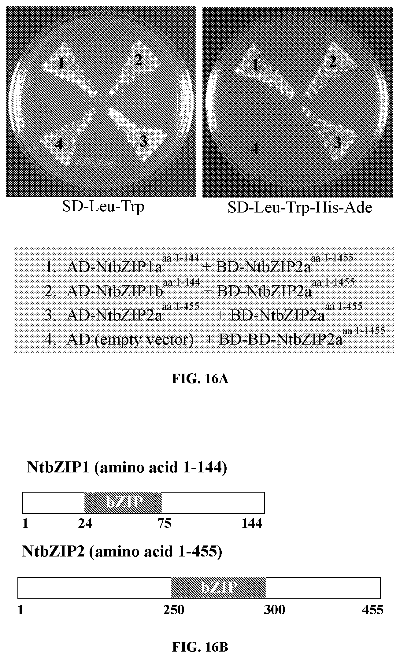 Patent US11773401 Figure 16 – bZIP transcription factors regulate conversion of nicotine to nornicotine