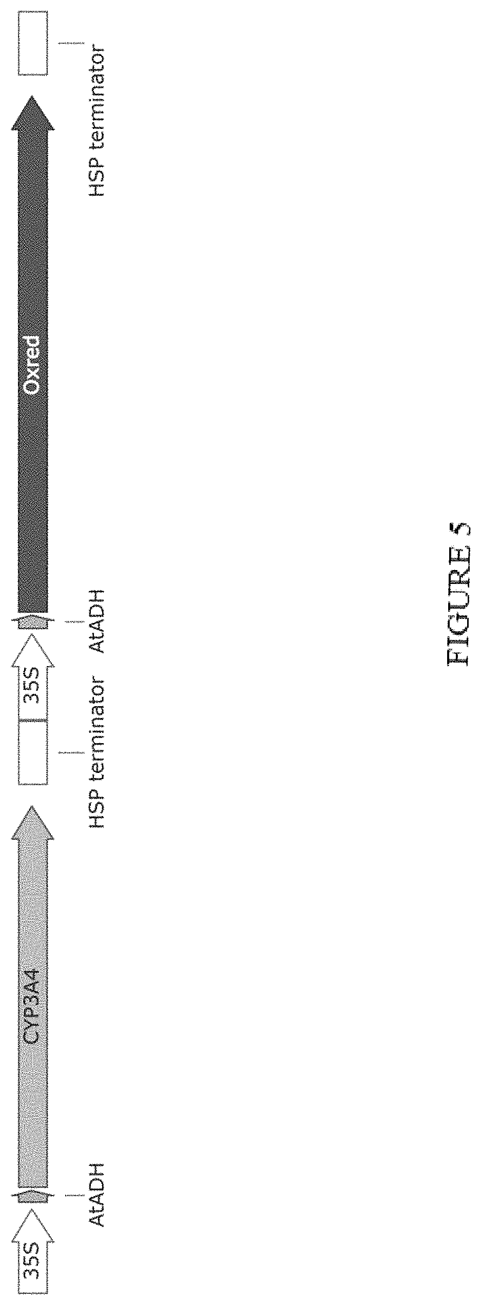 Patent US11773402 Figure 5 – High level in vivo biosynthesis and isolation of water-soluble cannabinoids in stably transformed plant systems