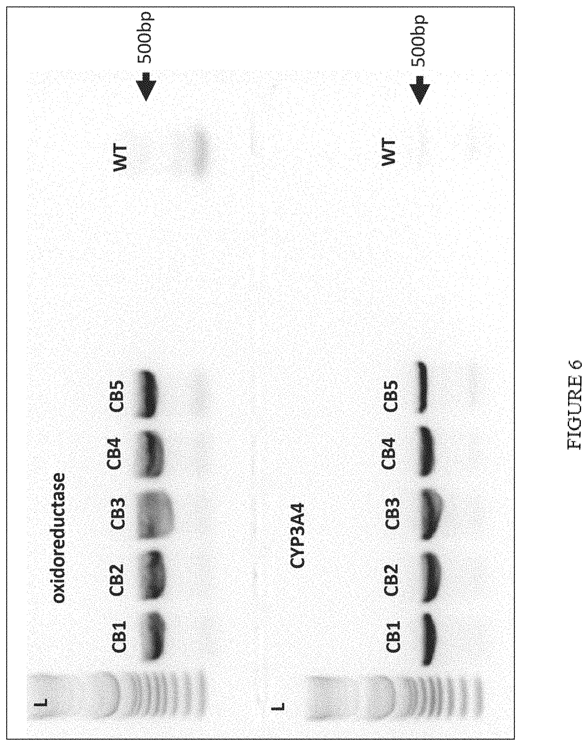 Patent US11773402 Figure 6 – High level in vivo biosynthesis and isolation of water-soluble cannabinoids in stably transformed plant systems