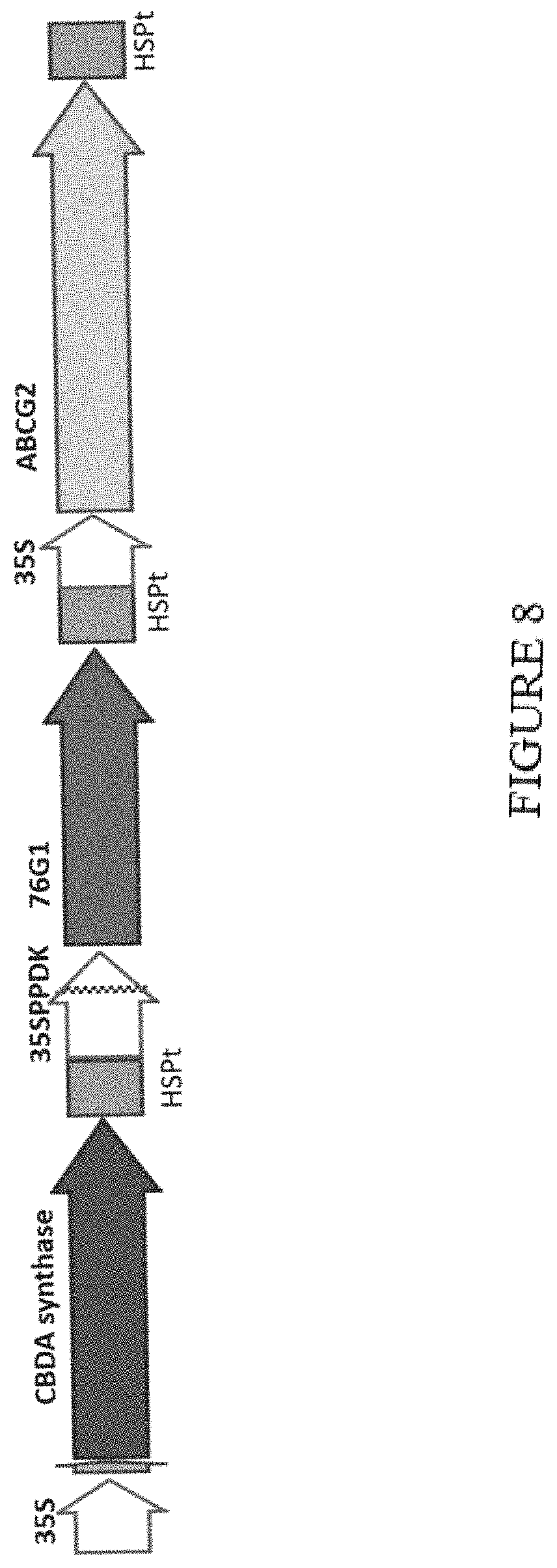 Patent US11773402 Figure 8 – High level in vivo biosynthesis and isolation of water-soluble cannabinoids in stably transformed plant systems