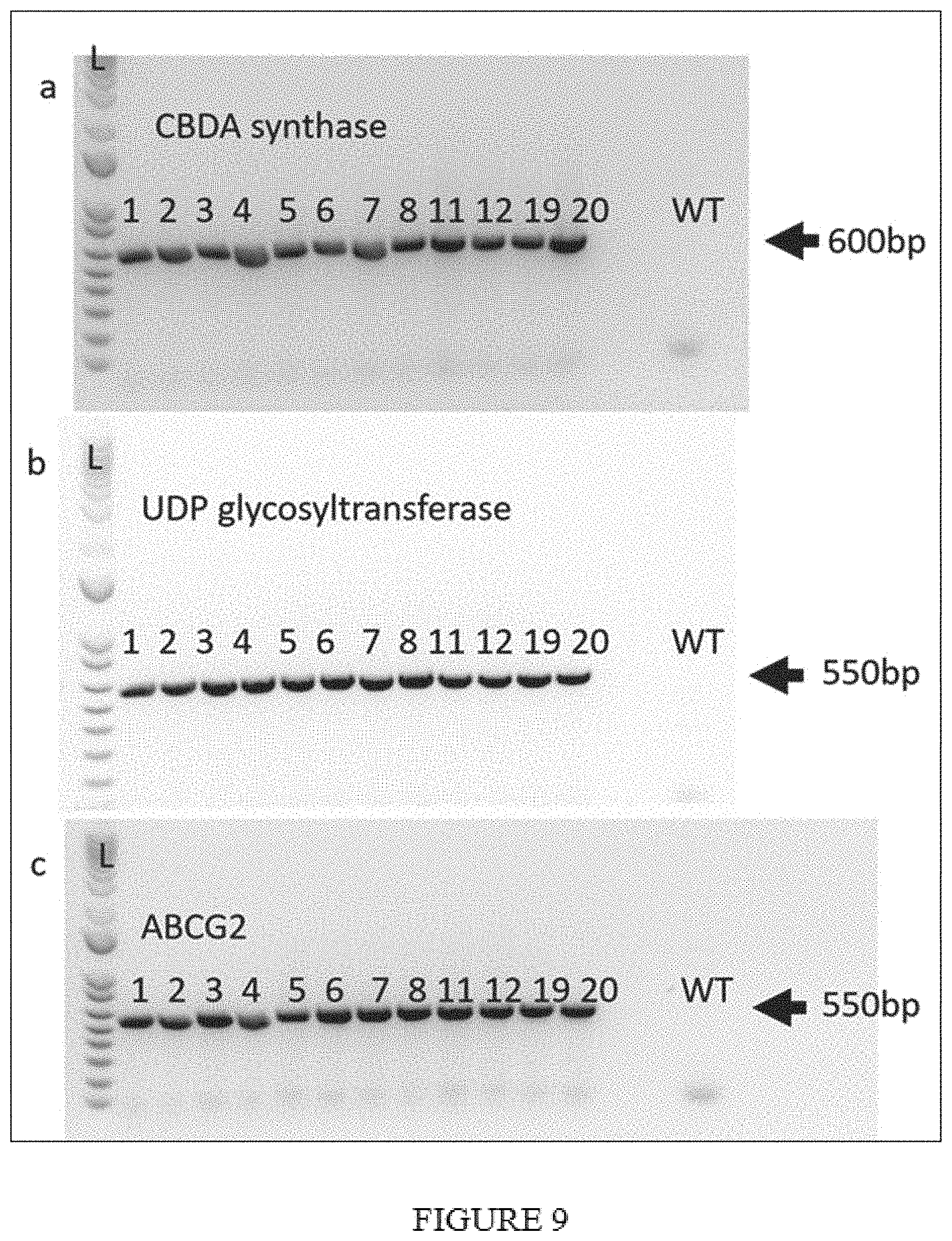Patent US11773402 Figure 9 – High level in vivo biosynthesis and isolation of water-soluble cannabinoids in stably transformed plant systems