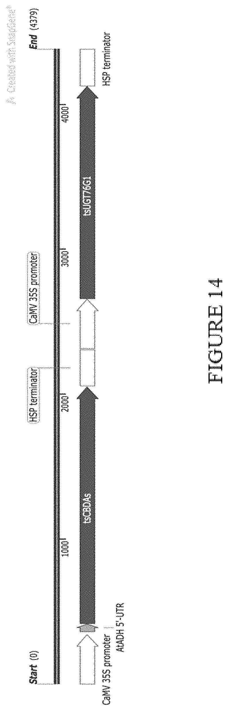 Patent US11773402 Figure 14 – High level in vivo biosynthesis and isolation of water-soluble cannabinoids in stably transformed plant systems
