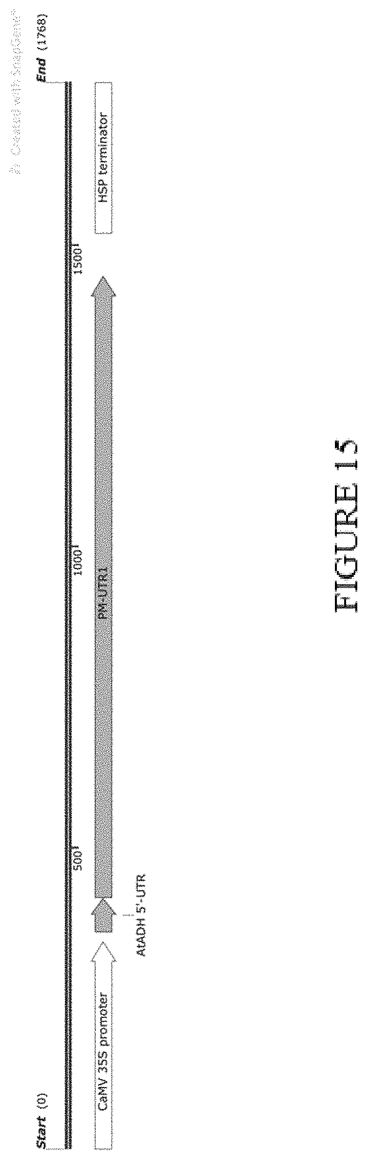 Patent US11773402 Figure 15 – High level in vivo biosynthesis and isolation of water-soluble cannabinoids in stably transformed plant systems