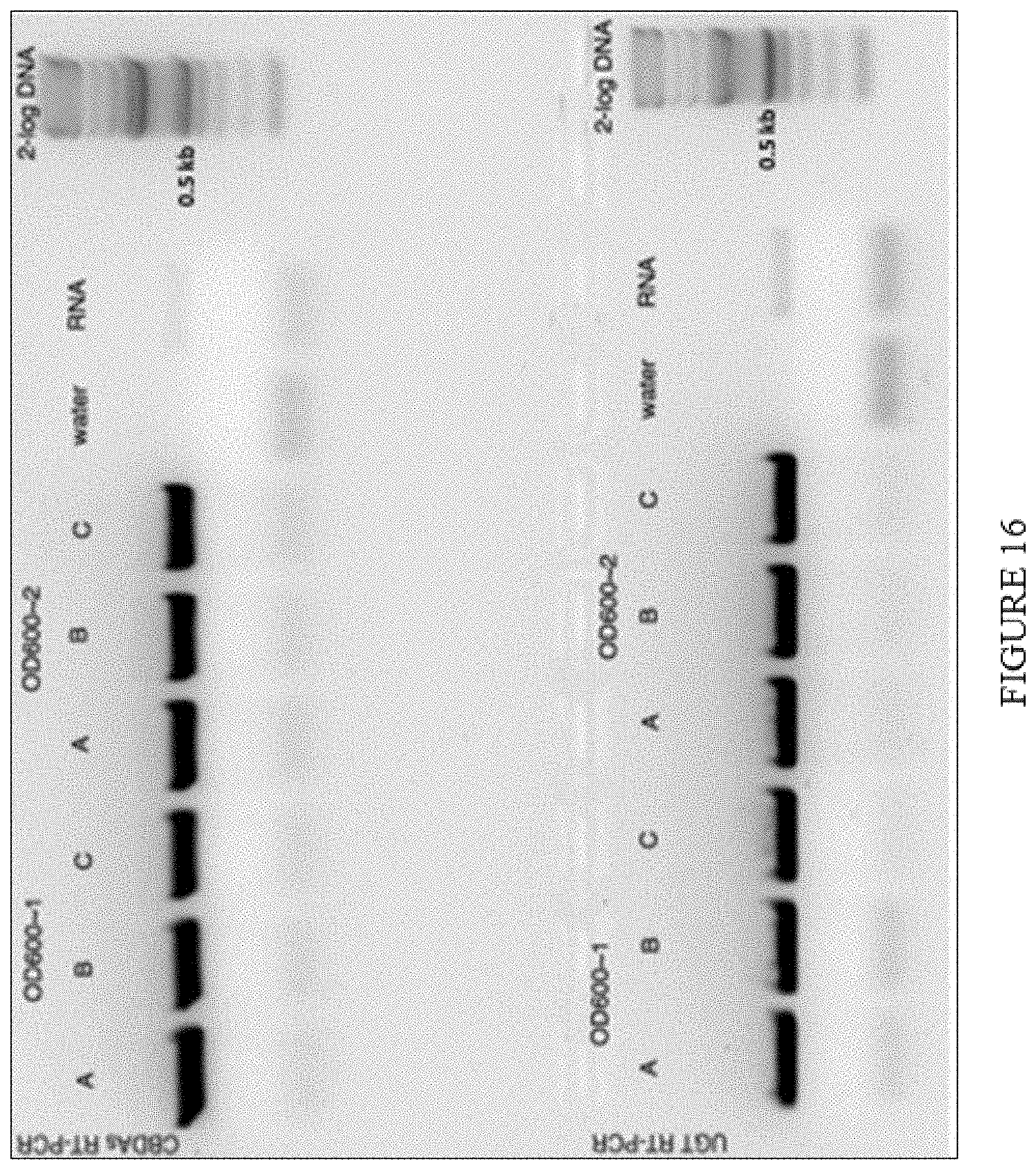 Patent US11773402 Figure 16 – High level in vivo biosynthesis and isolation of water-soluble cannabinoids in stably transformed plant systems