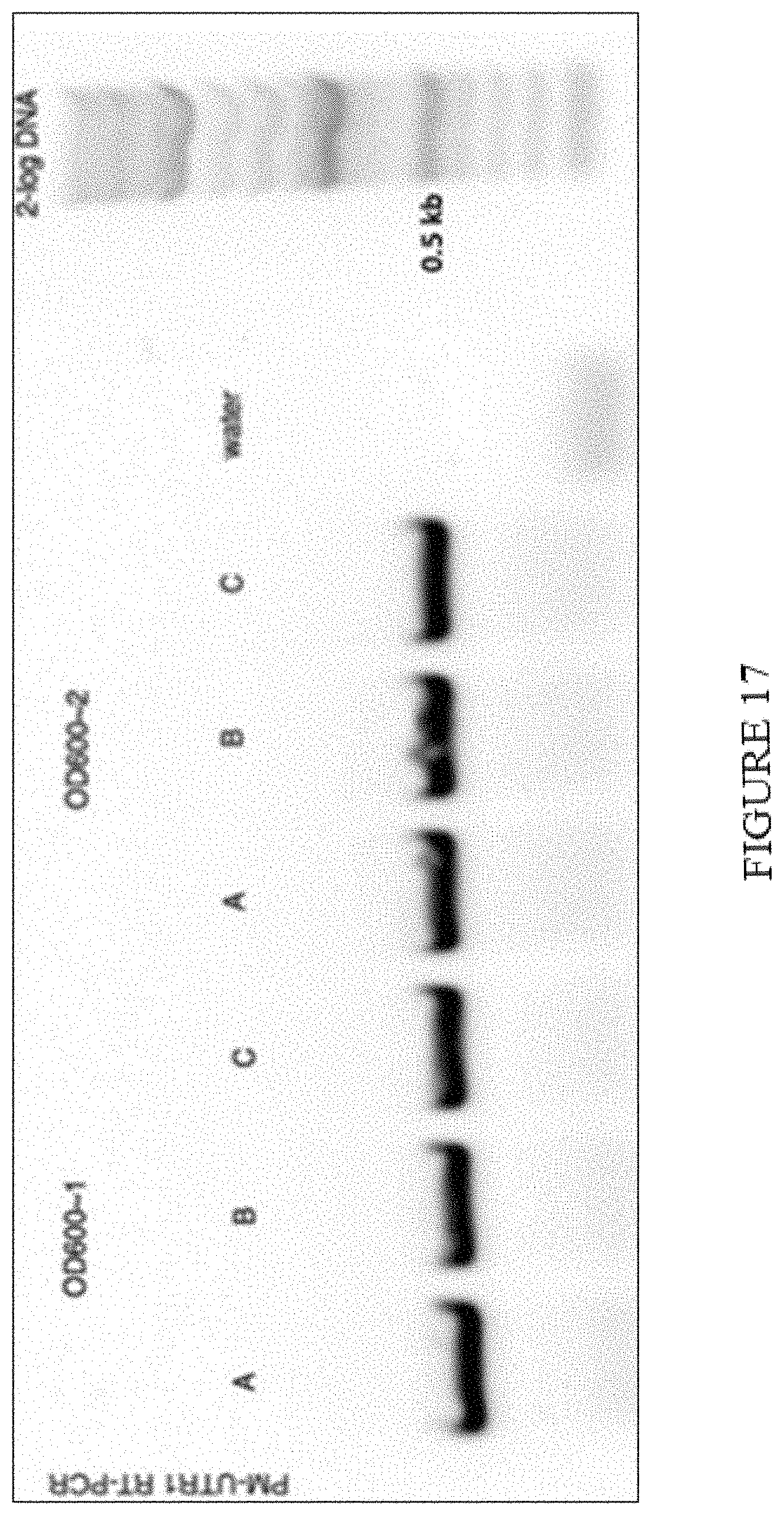 Patent US11773402 Figure 17 – High level in vivo biosynthesis and isolation of water-soluble cannabinoids in stably transformed plant systems
