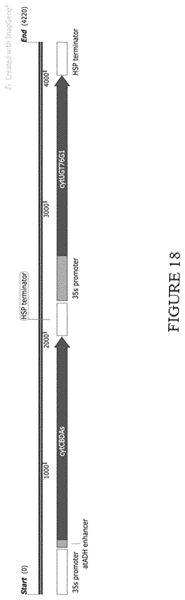 Patent US11773402 Figure 18 – High level in vivo biosynthesis and isolation of water-soluble cannabinoids in stably transformed plant systems