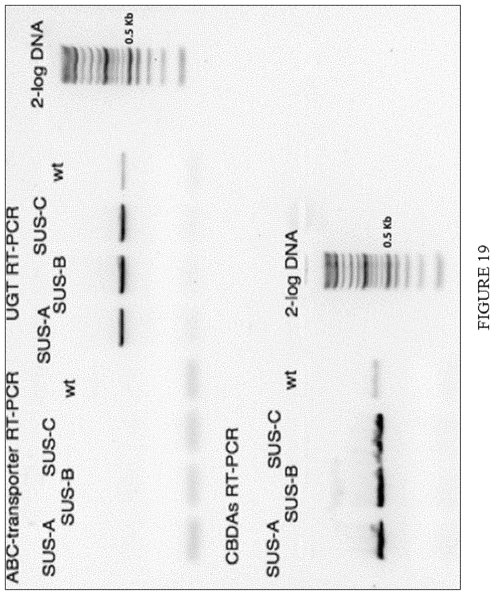 Patent US11773402 Figure 19 – High level in vivo biosynthesis and isolation of water-soluble cannabinoids in stably transformed plant systems
