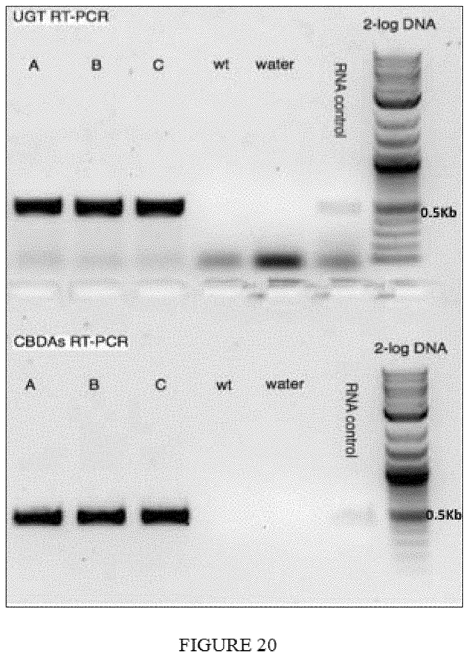 Patent US11773402 Figure 20 – High level in vivo biosynthesis and isolation of water-soluble cannabinoids in stably transformed plant systems