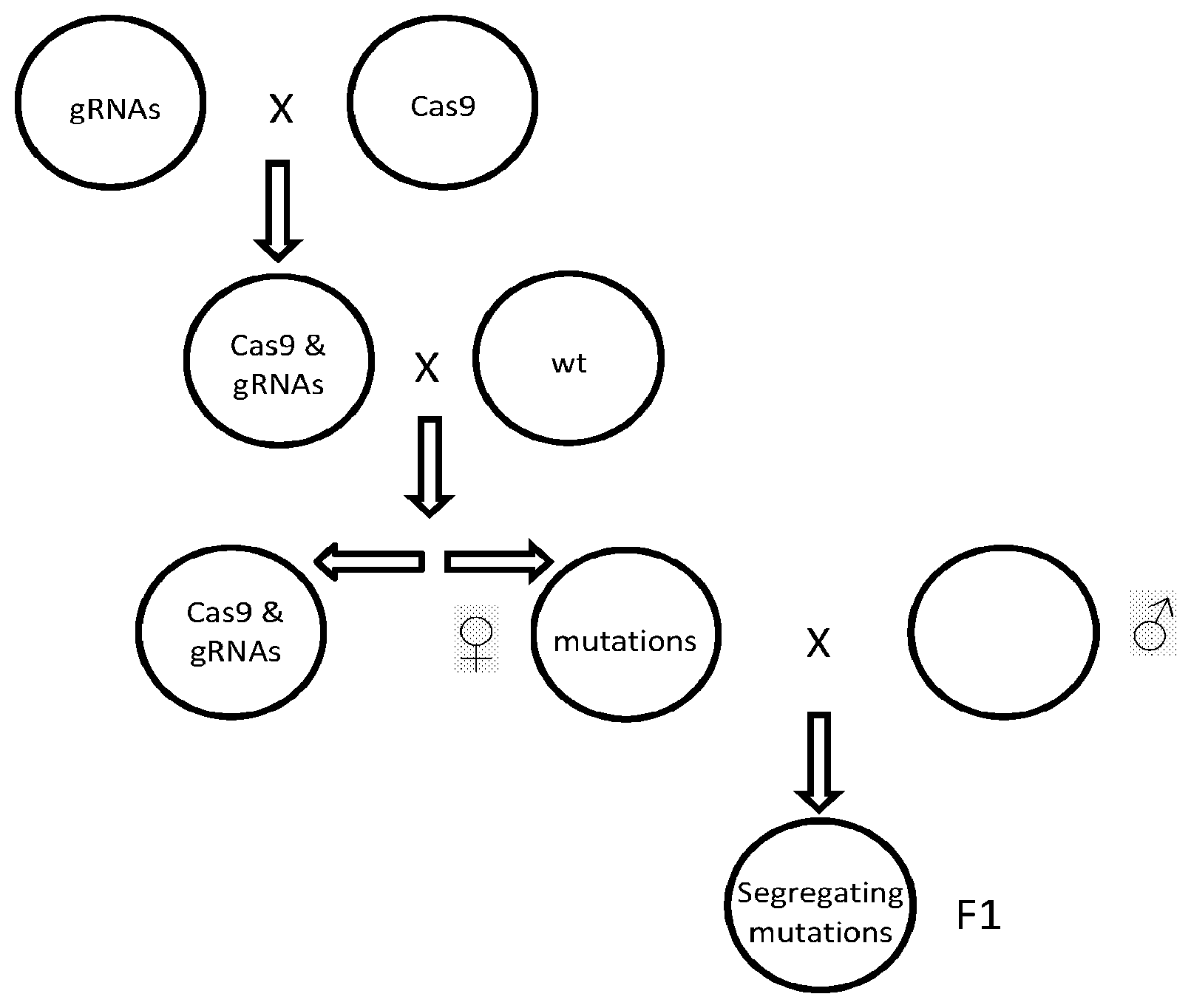 Patent US11773403 — Methods and materials for high throughput testing of mutagenized allele combinations — Figure 1