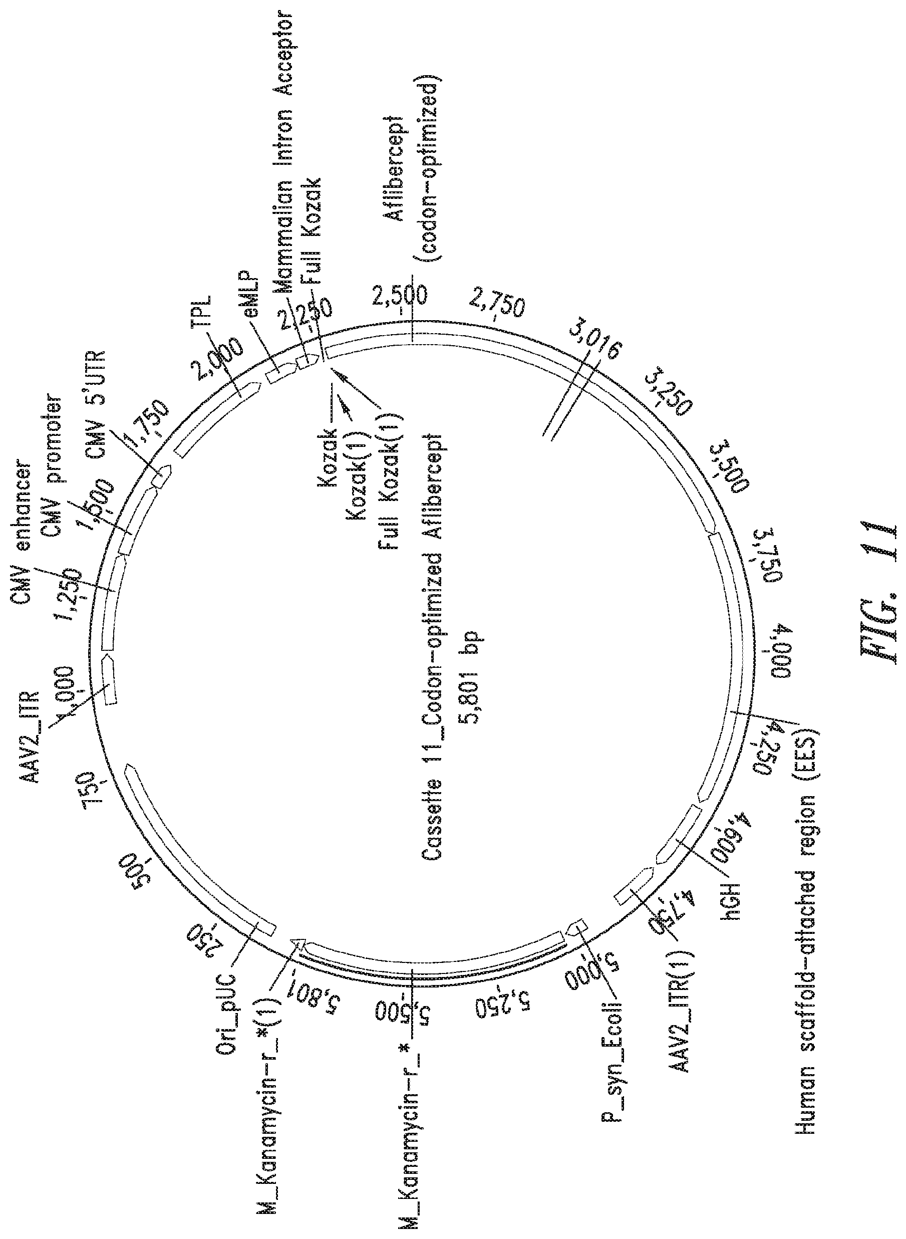Patent US11773406 Figure 12 – Compositions and methods for enhanced gene expression