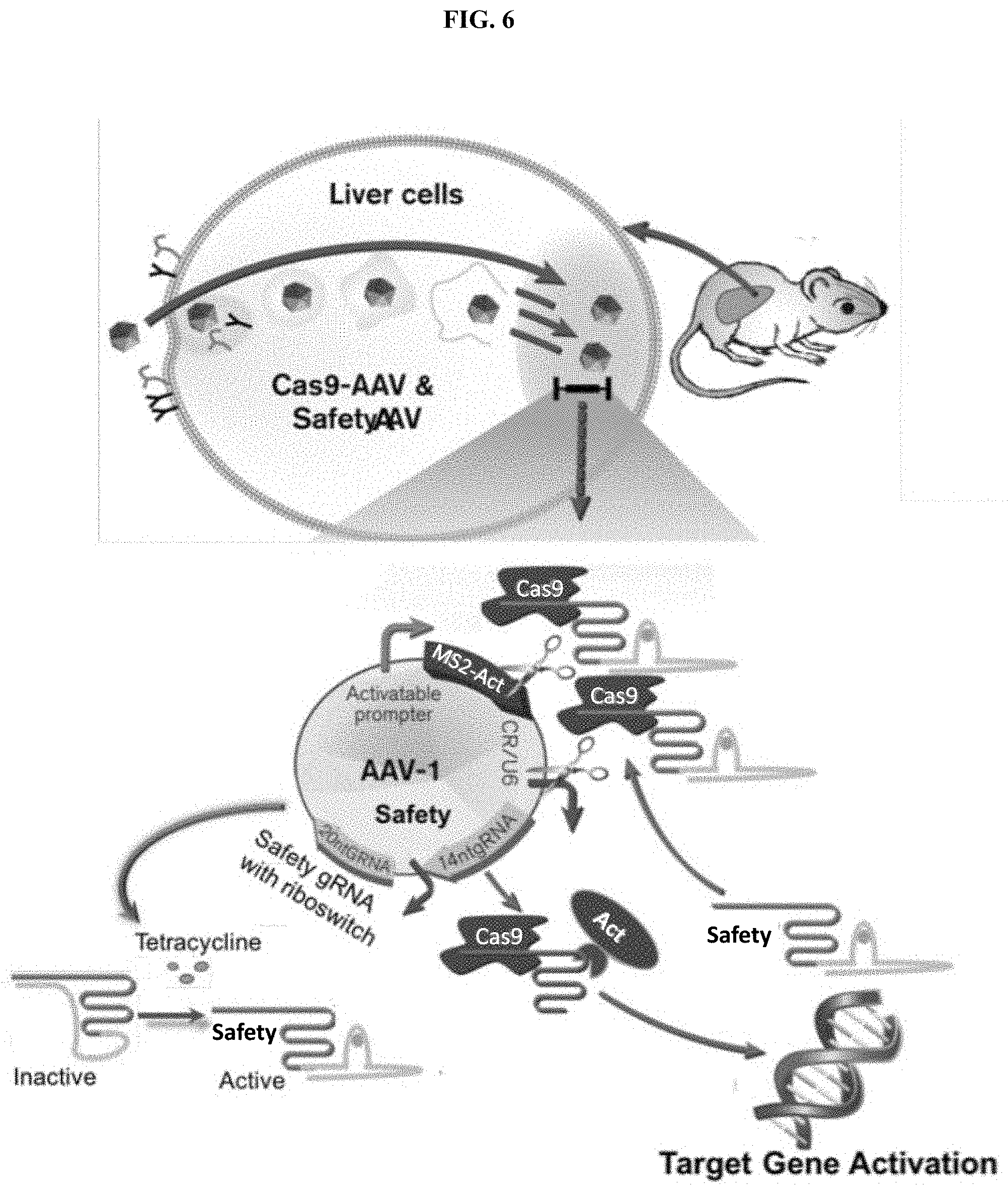 Patent US11773407 Figure 6 – CRISPR logic circuits for safer and controllable gene therapies