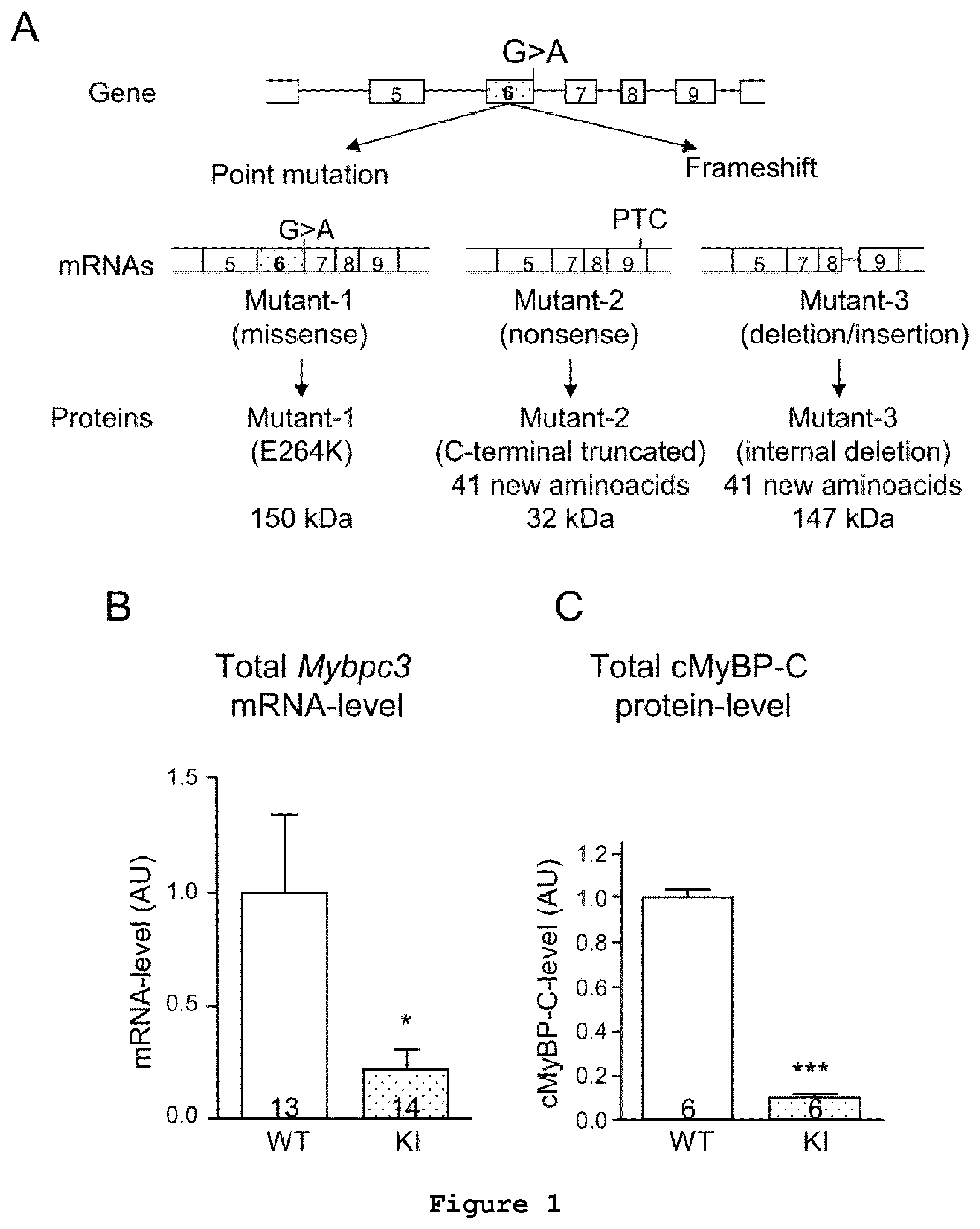 Patent US11773408 Figure 1 – Gene-therapy vectors for treating cardiomyopathy