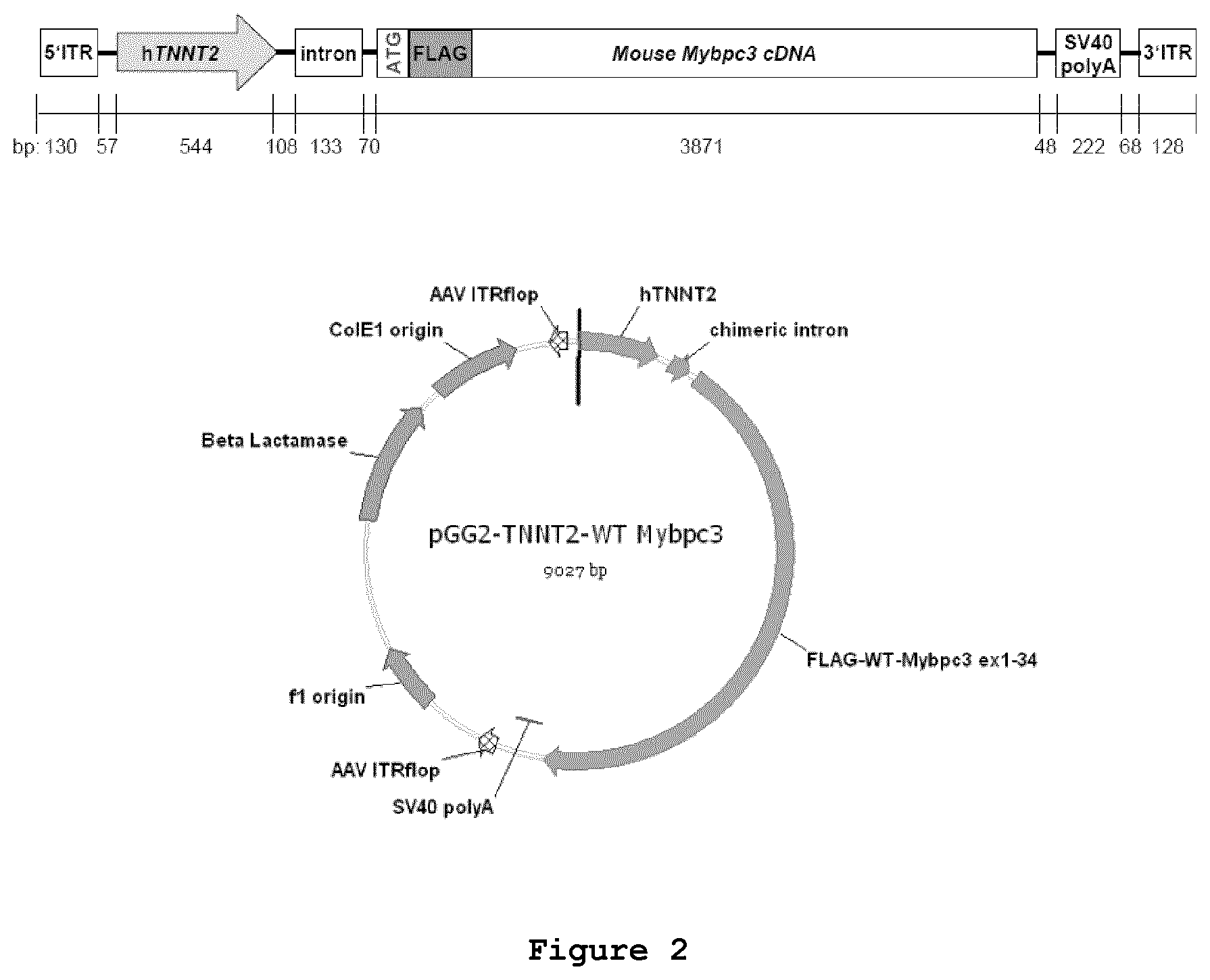 Patent US11773408 Figure 2 – Gene-therapy vectors for treating cardiomyopathy