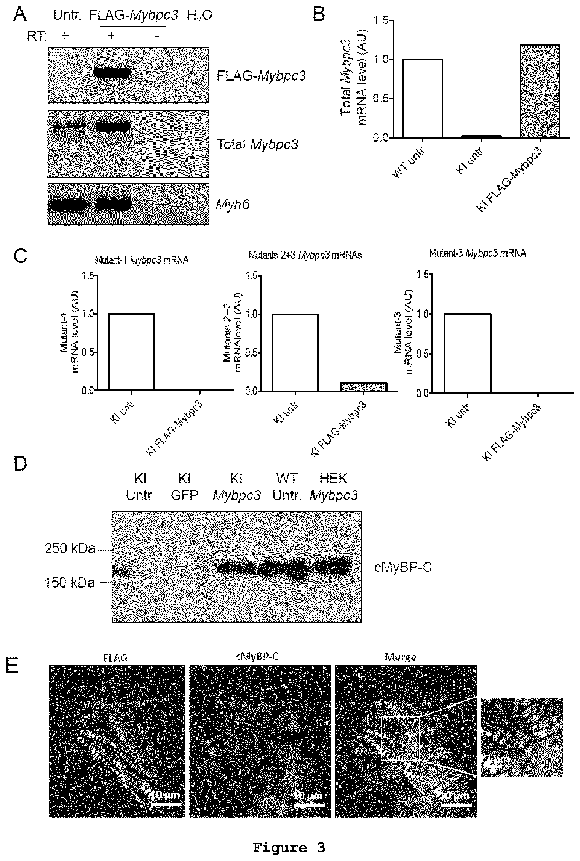 Patent US11773408 Figure 3 – Gene-therapy vectors for treating cardiomyopathy