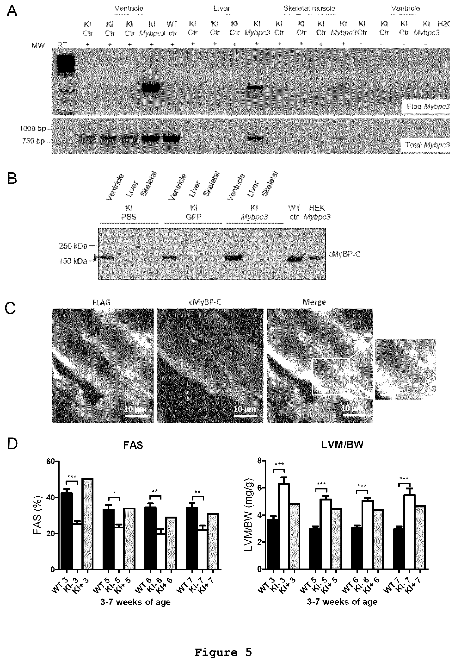 Patent US11773408 Figure 5 – Gene-therapy vectors for treating cardiomyopathy