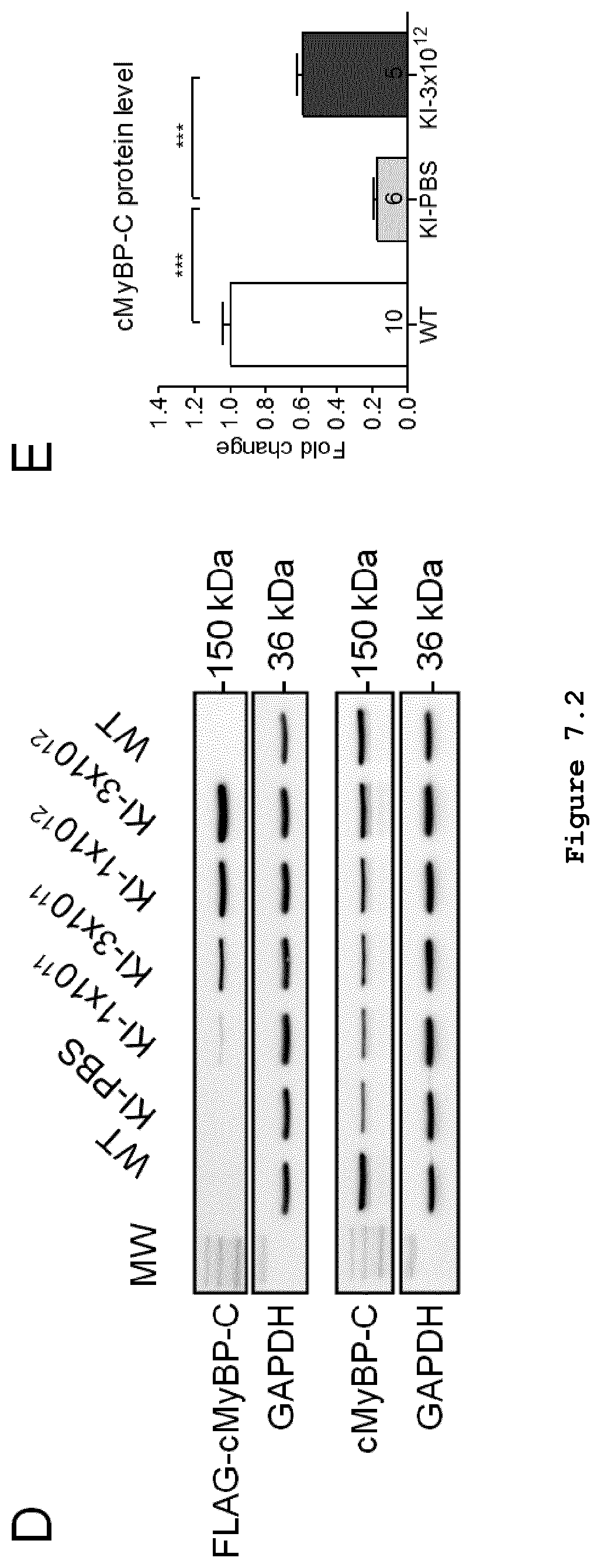 Patent US11773408 Figure 8 – Gene-therapy vectors for treating cardiomyopathy