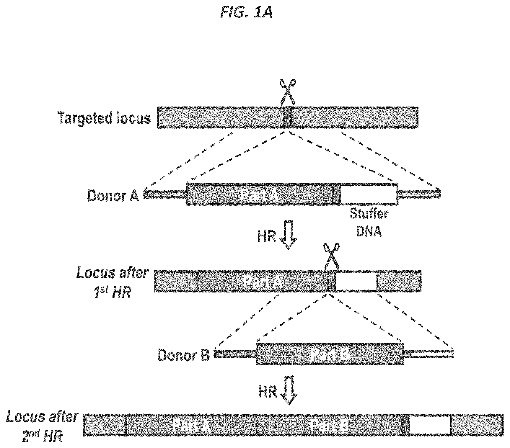 Patent US11773409 Figure 1 – CRISPR/Cas 9-mediated integration of polynucleotides by sequential homologous recombination of AAV donor vectors