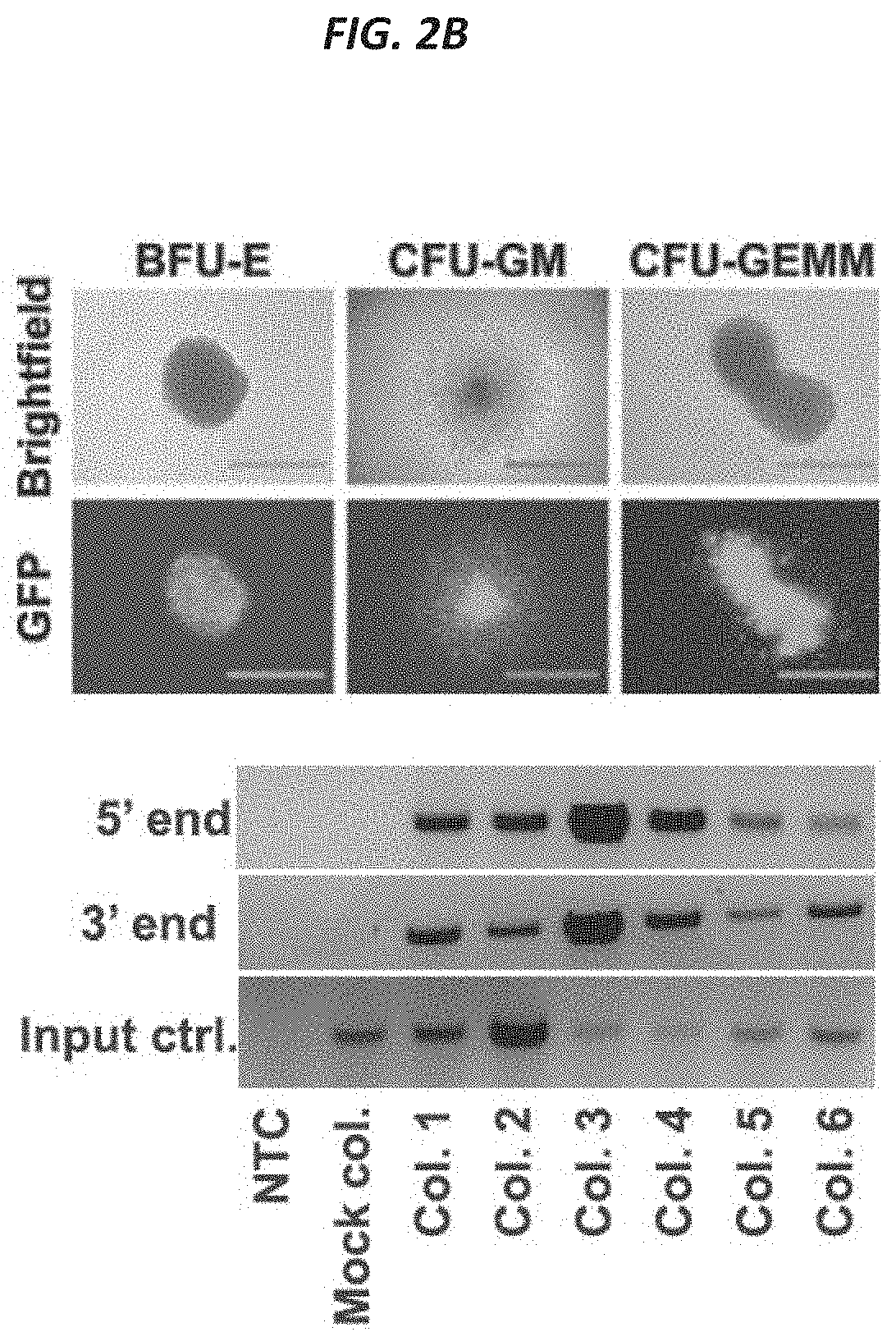 Patent US11773409 Figure 4 – CRISPR/Cas 9-mediated integration of polynucleotides by sequential homologous recombination of AAV donor vectors