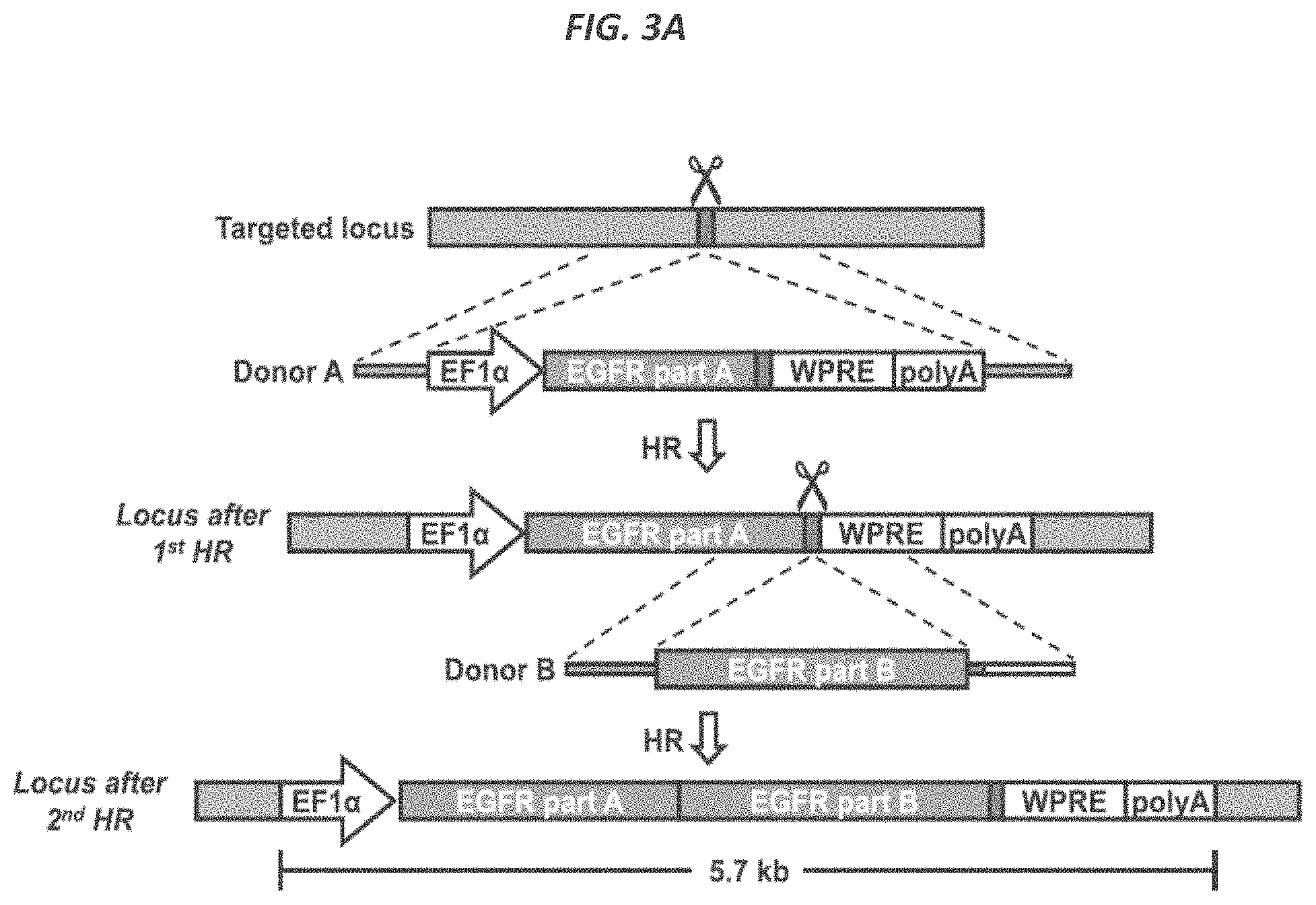 Patent US11773409 Figure 6 – CRISPR/Cas 9-mediated integration of polynucleotides by sequential homologous recombination of AAV donor vectors