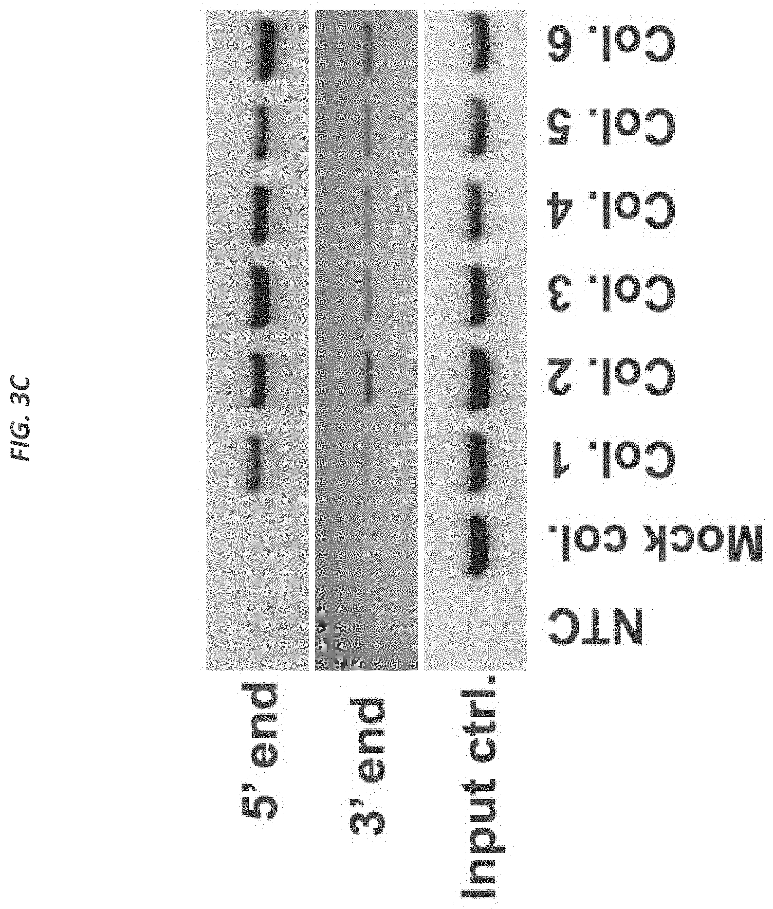 Patent US11773409 Figure 8 – CRISPR/Cas 9-mediated integration of polynucleotides by sequential homologous recombination of AAV donor vectors