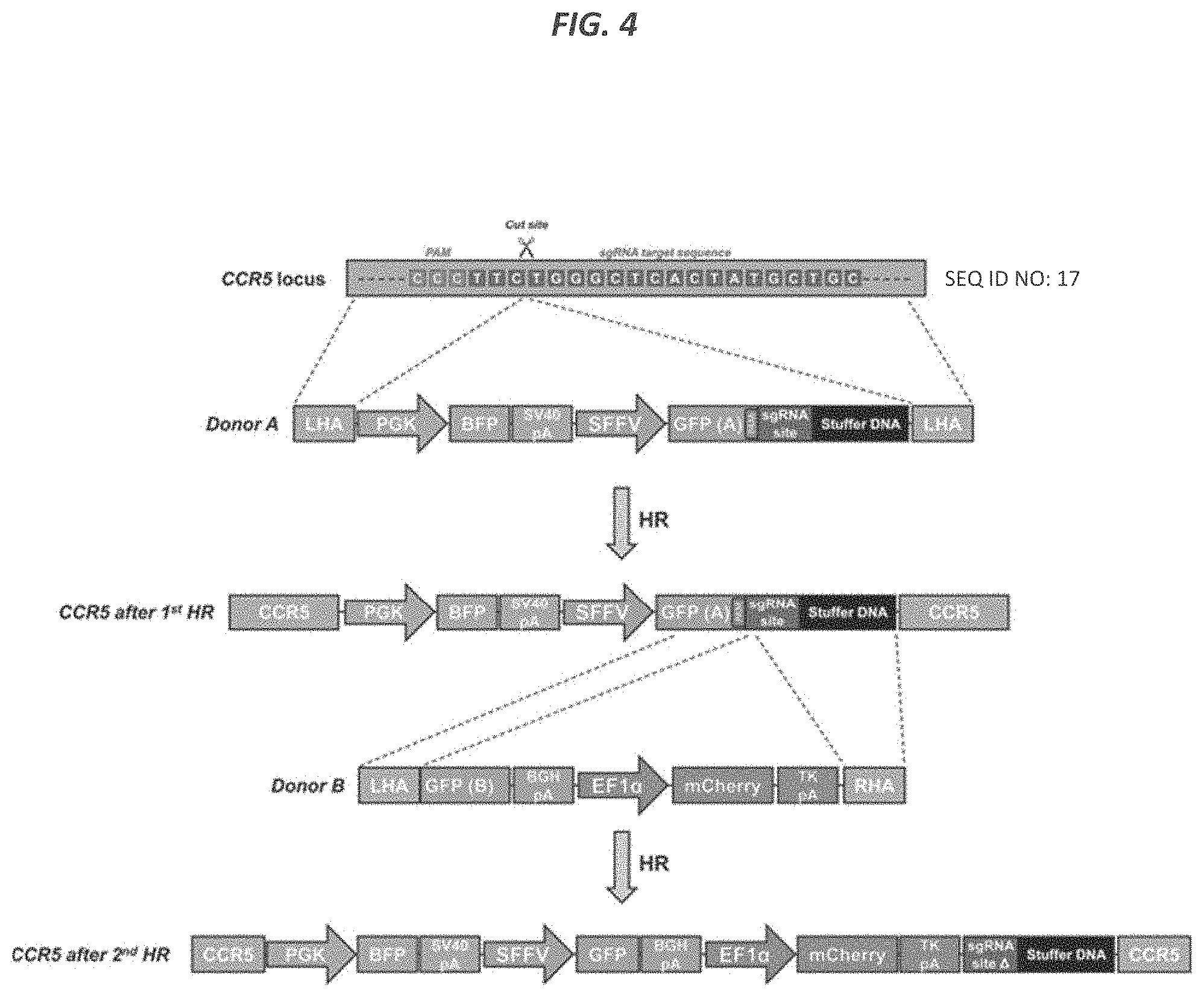 Patent US11773409 Figure 9 – CRISPR/Cas 9-mediated integration of polynucleotides by sequential homologous recombination of AAV donor vectors