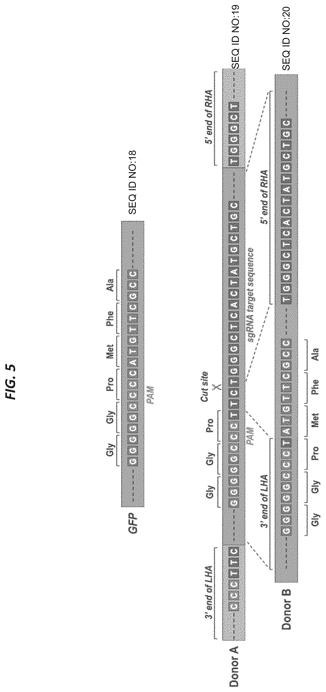 Patent US11773409 Figure 10 – CRISPR/Cas 9-mediated integration of polynucleotides by sequential homologous recombination of AAV donor vectors