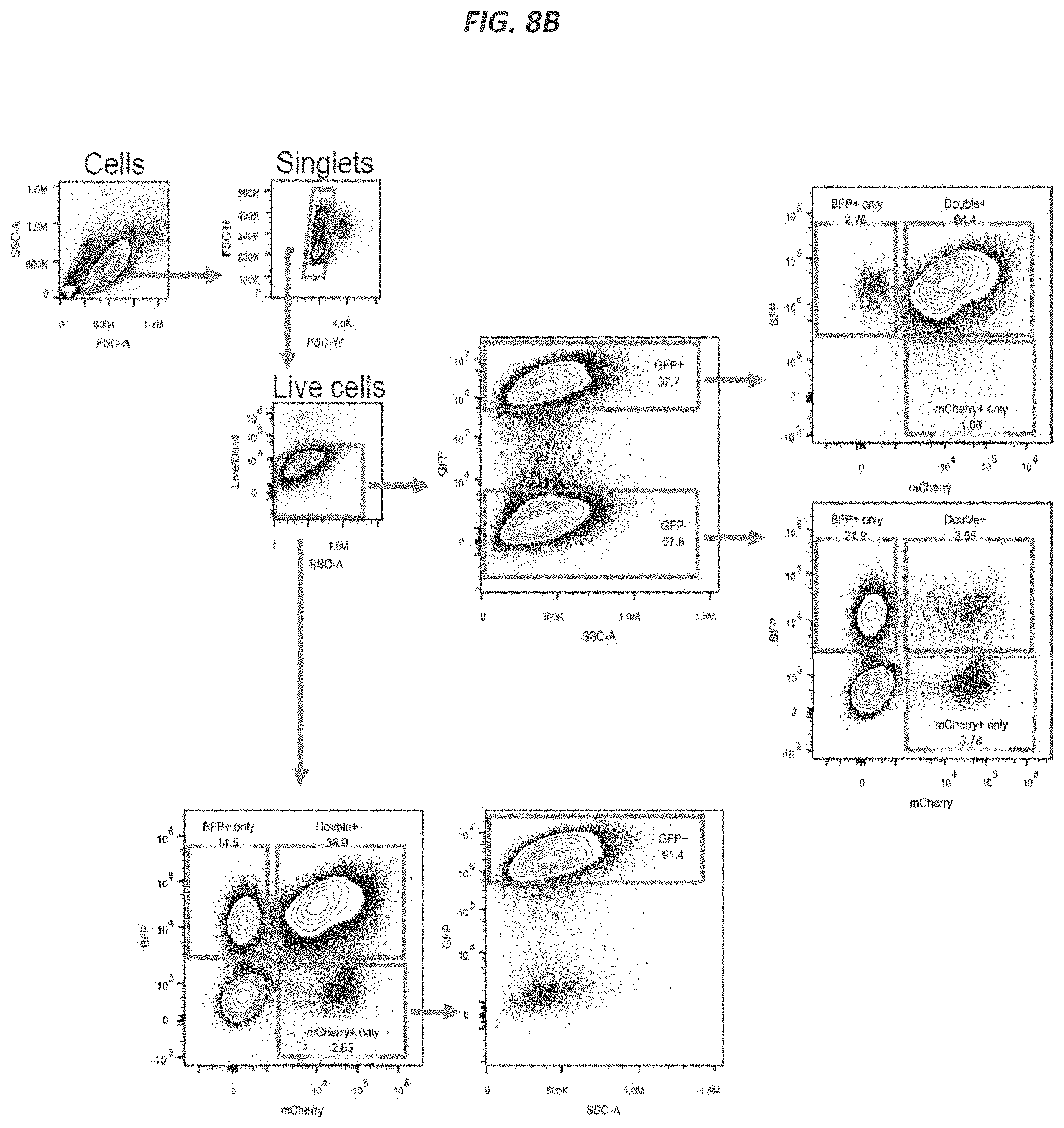 Patent US11773409 Figure 17 – CRISPR/Cas 9-mediated integration of polynucleotides by sequential homologous recombination of AAV donor vectors