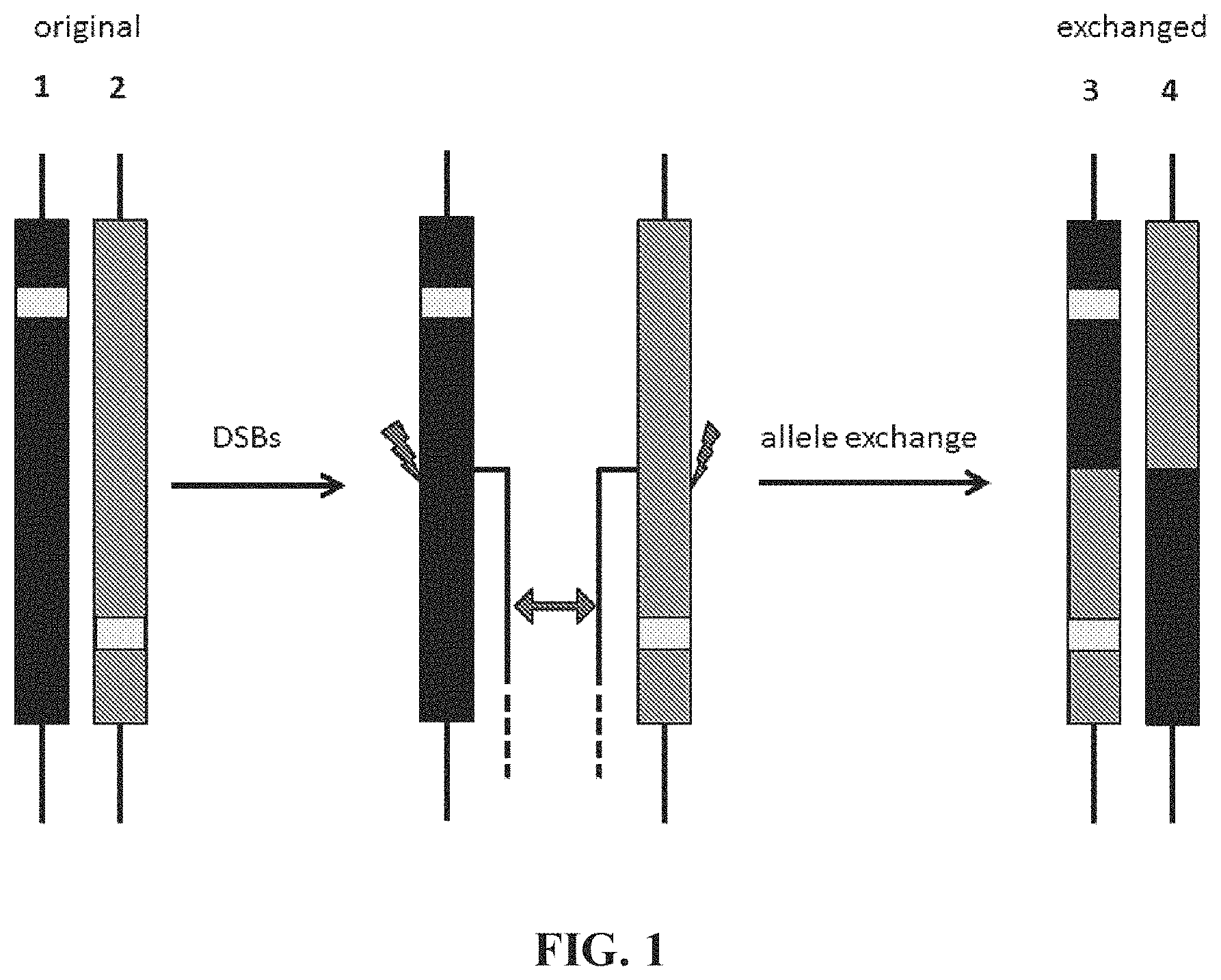 Patent US11773410 Figure 1 – Repairing compound heterozygous recessive mutations by allele exchange