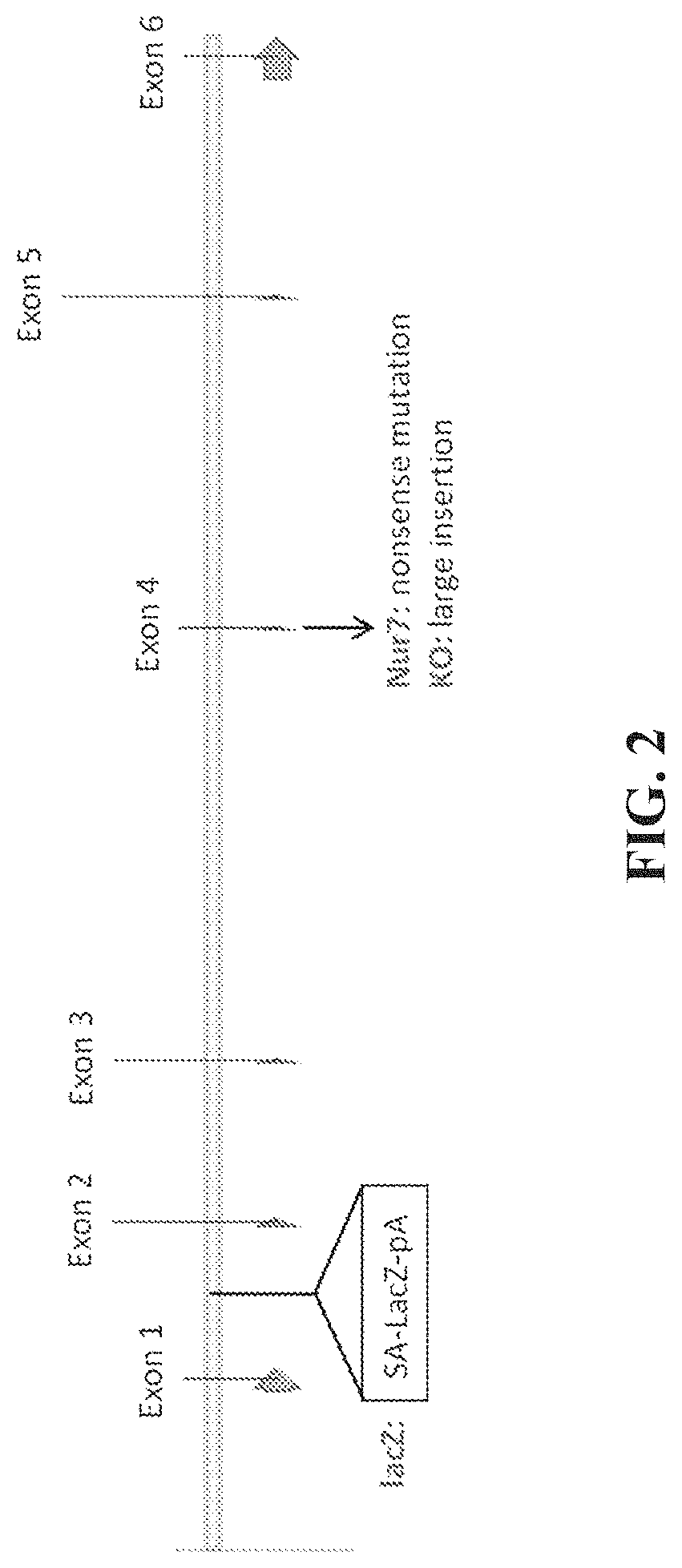 Patent US11773410 Figure 2 – Repairing compound heterozygous recessive mutations by allele exchange