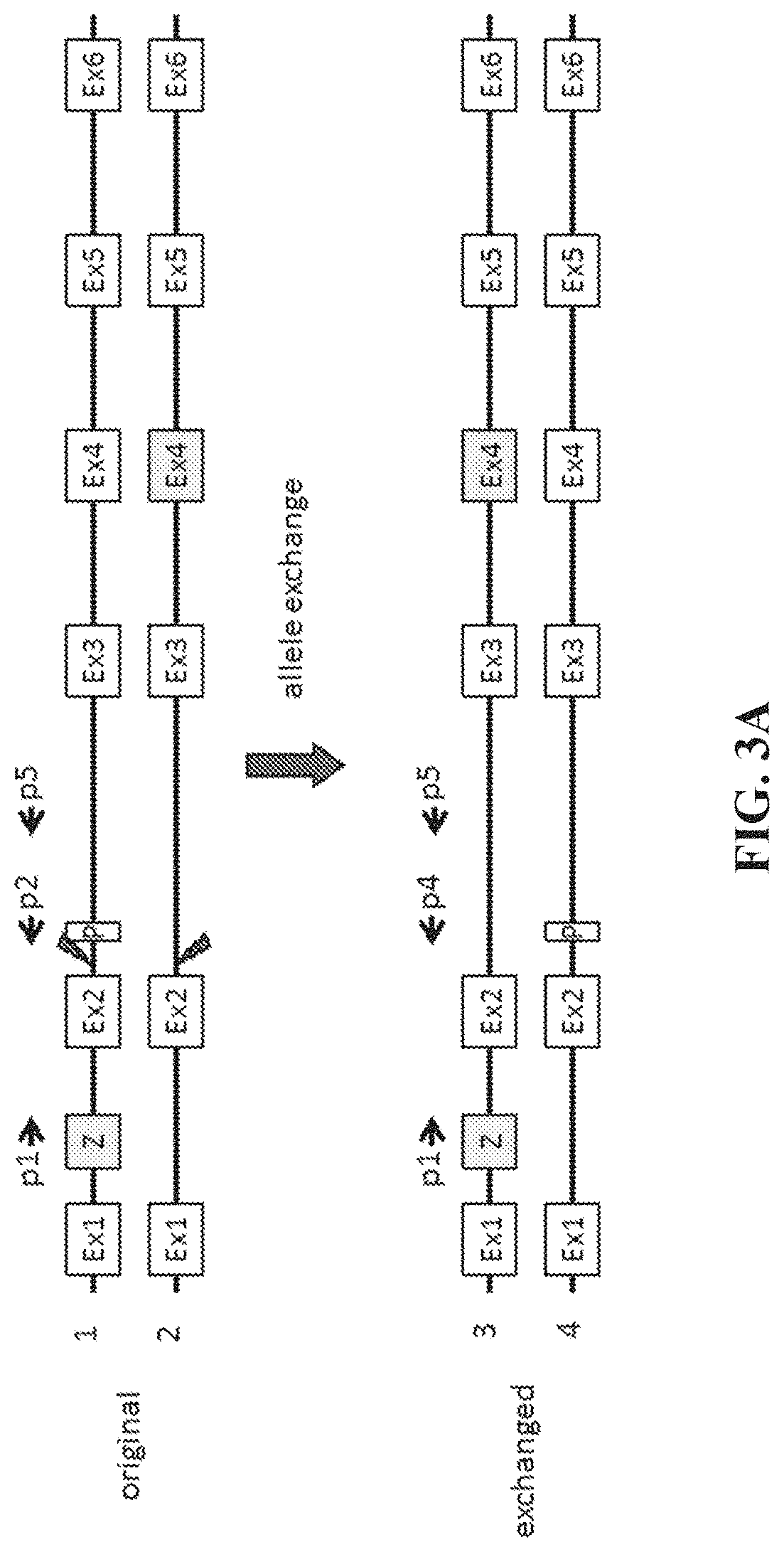 Patent US11773410 Figure 3 – Repairing compound heterozygous recessive mutations by allele exchange