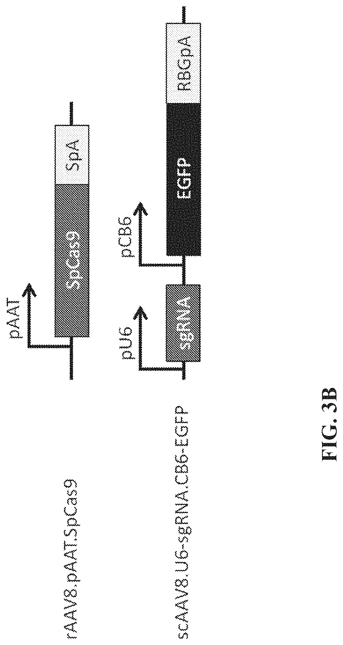 Patent US11773410 Figure 4 – Repairing compound heterozygous recessive mutations by allele exchange