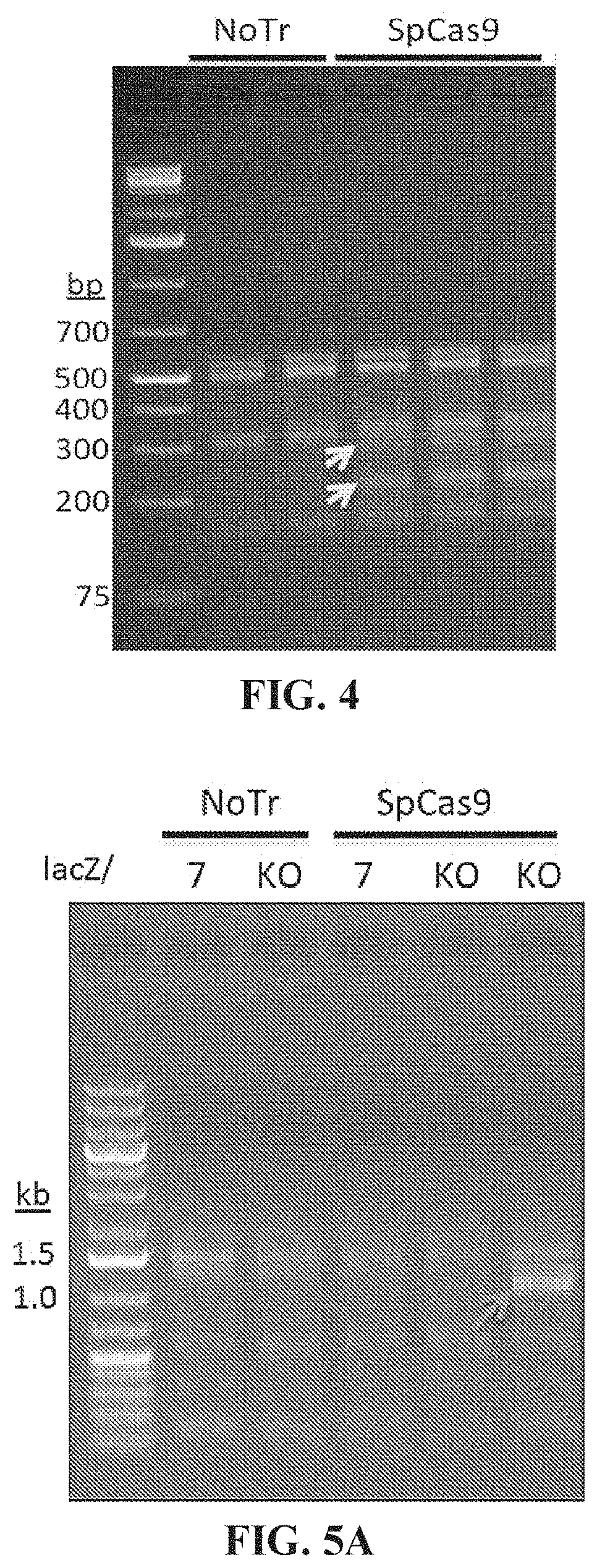 Patent US11773410 Figure 5 – Repairing compound heterozygous recessive mutations by allele exchange