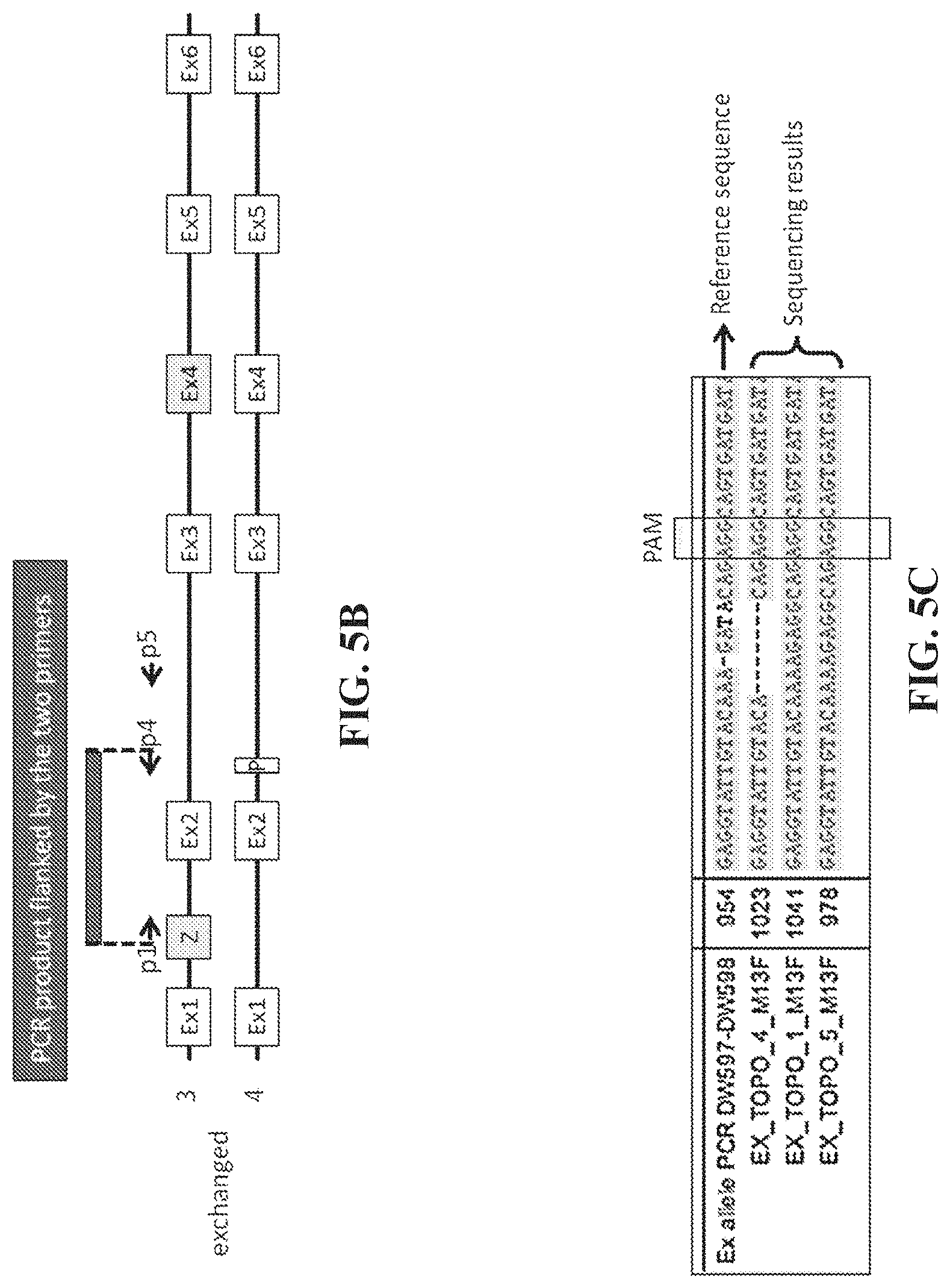 Patent US11773410 Figure 6 – Repairing compound heterozygous recessive mutations by allele exchange