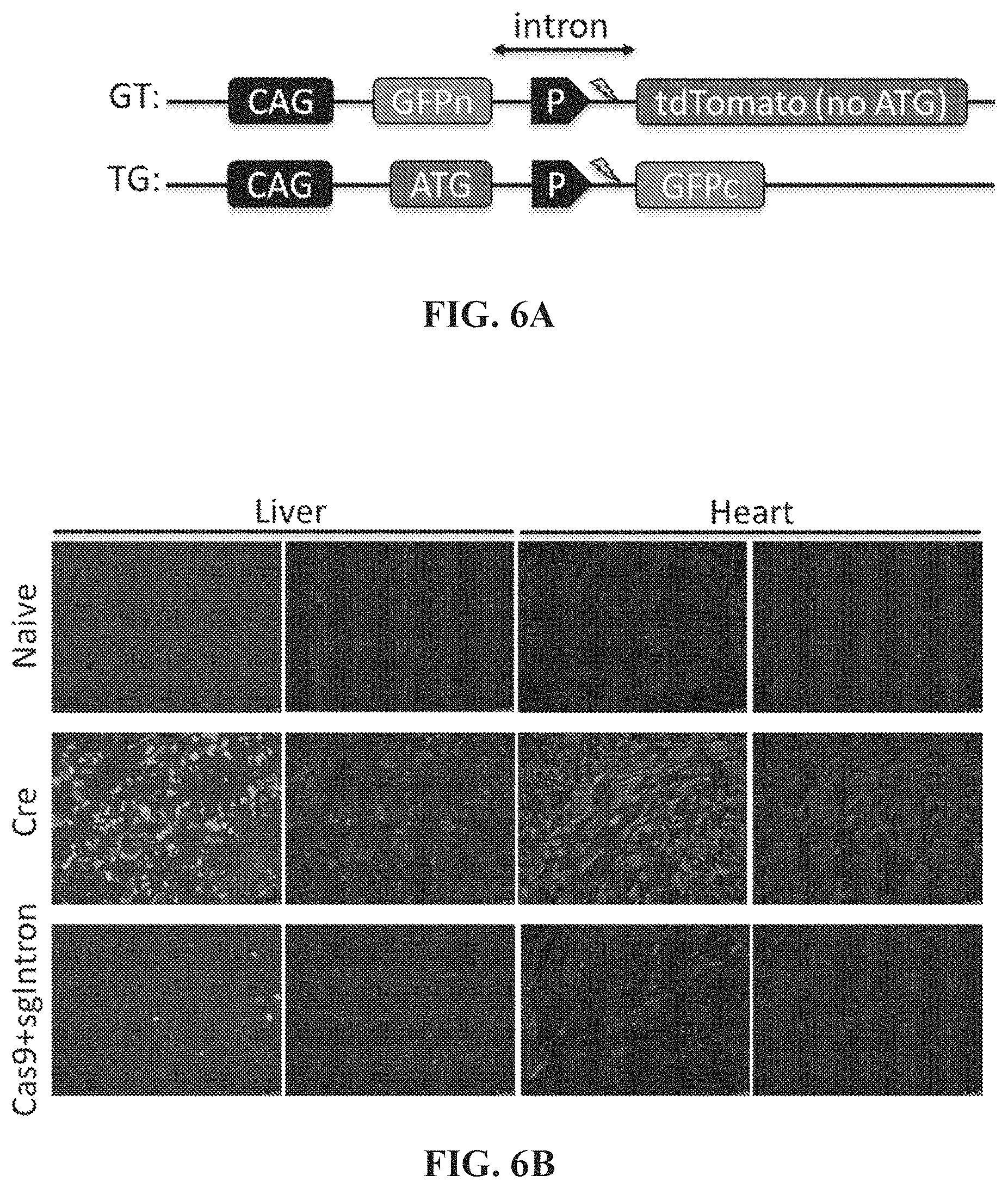 Patent US11773410 Figure 7 – Repairing compound heterozygous recessive mutations by allele exchange