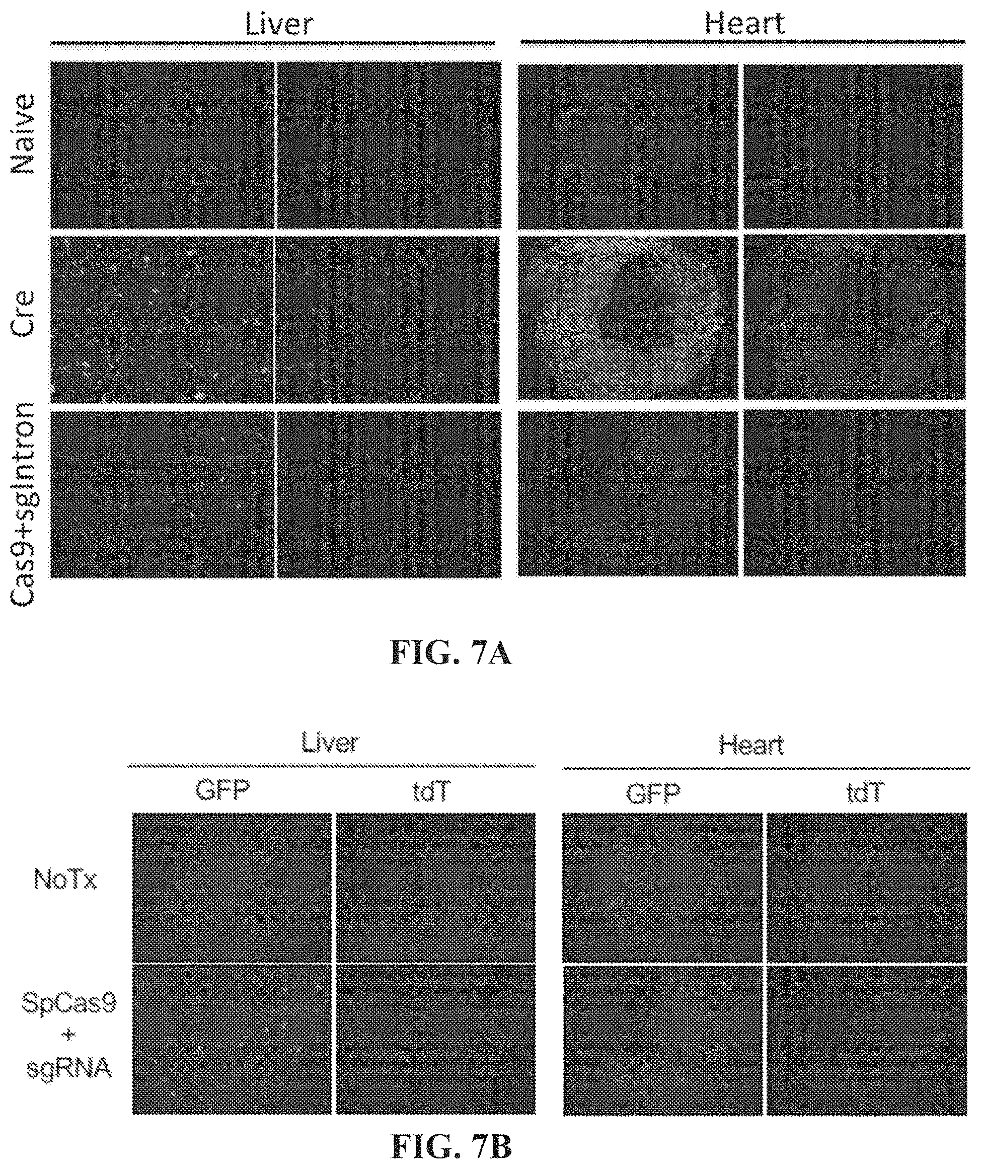 Patent US11773410 Figure 8 – Repairing compound heterozygous recessive mutations by allele exchange