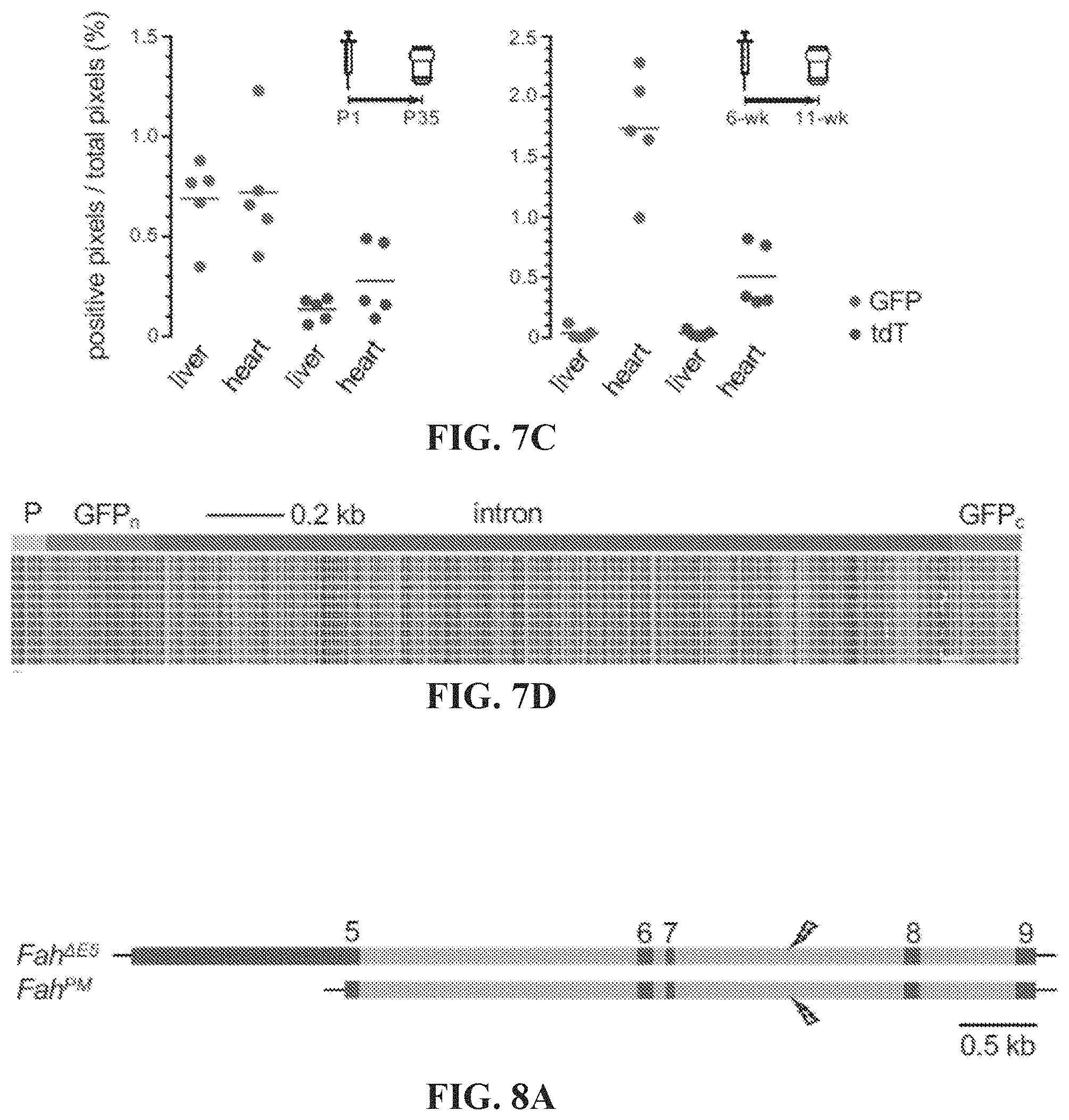 Patent US11773410 Figure 9 – Repairing compound heterozygous recessive mutations by allele exchange