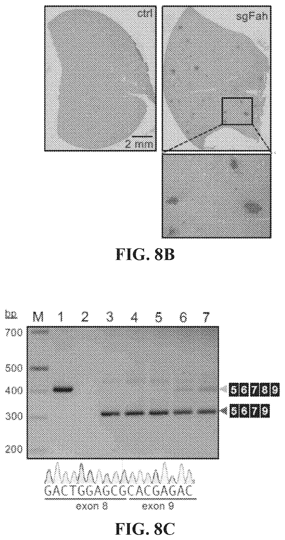 Patent US11773410 Figure 10 – Repairing compound heterozygous recessive mutations by allele exchange