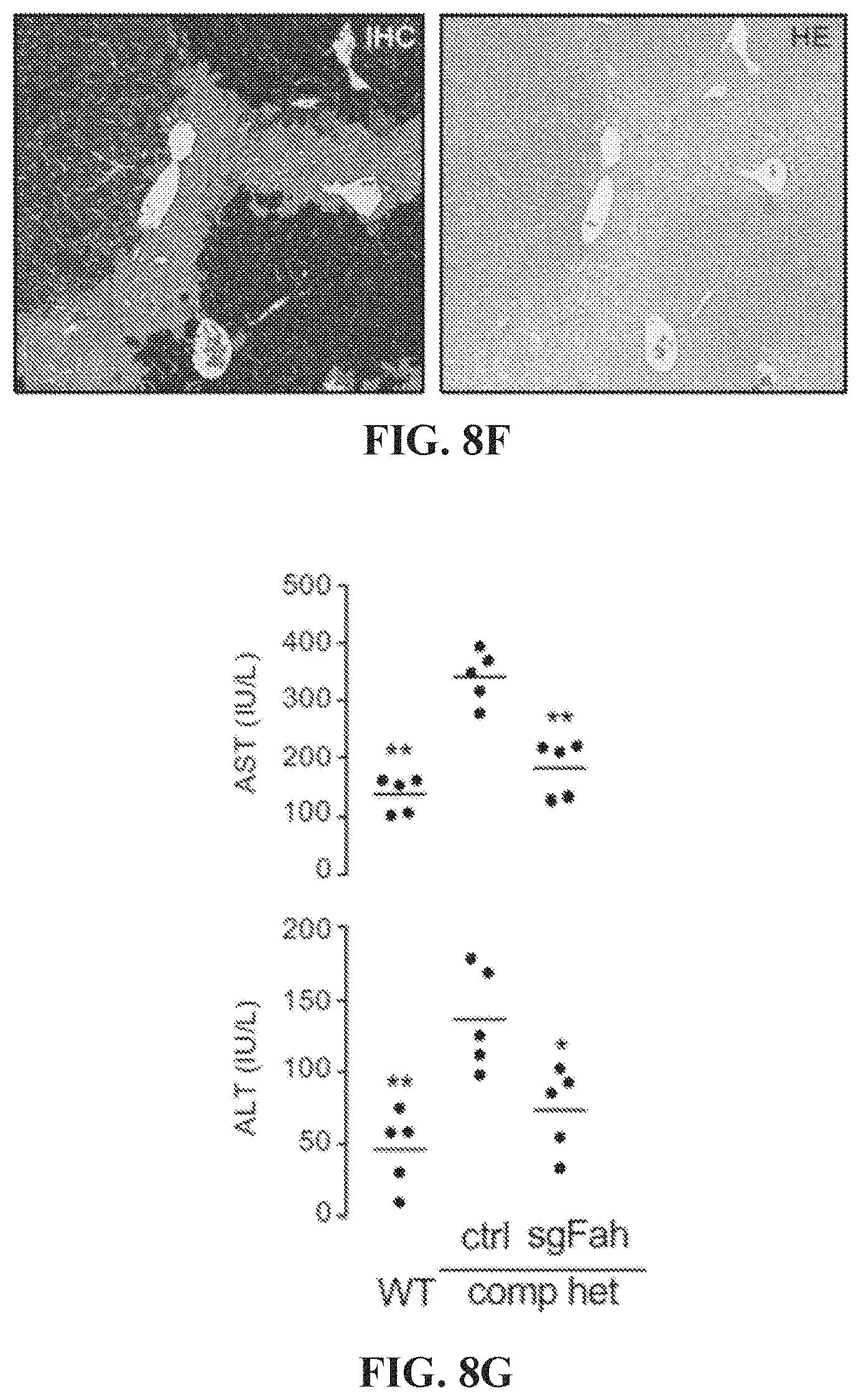 Patent US11773410 Figure 12 – Repairing compound heterozygous recessive mutations by allele exchange
