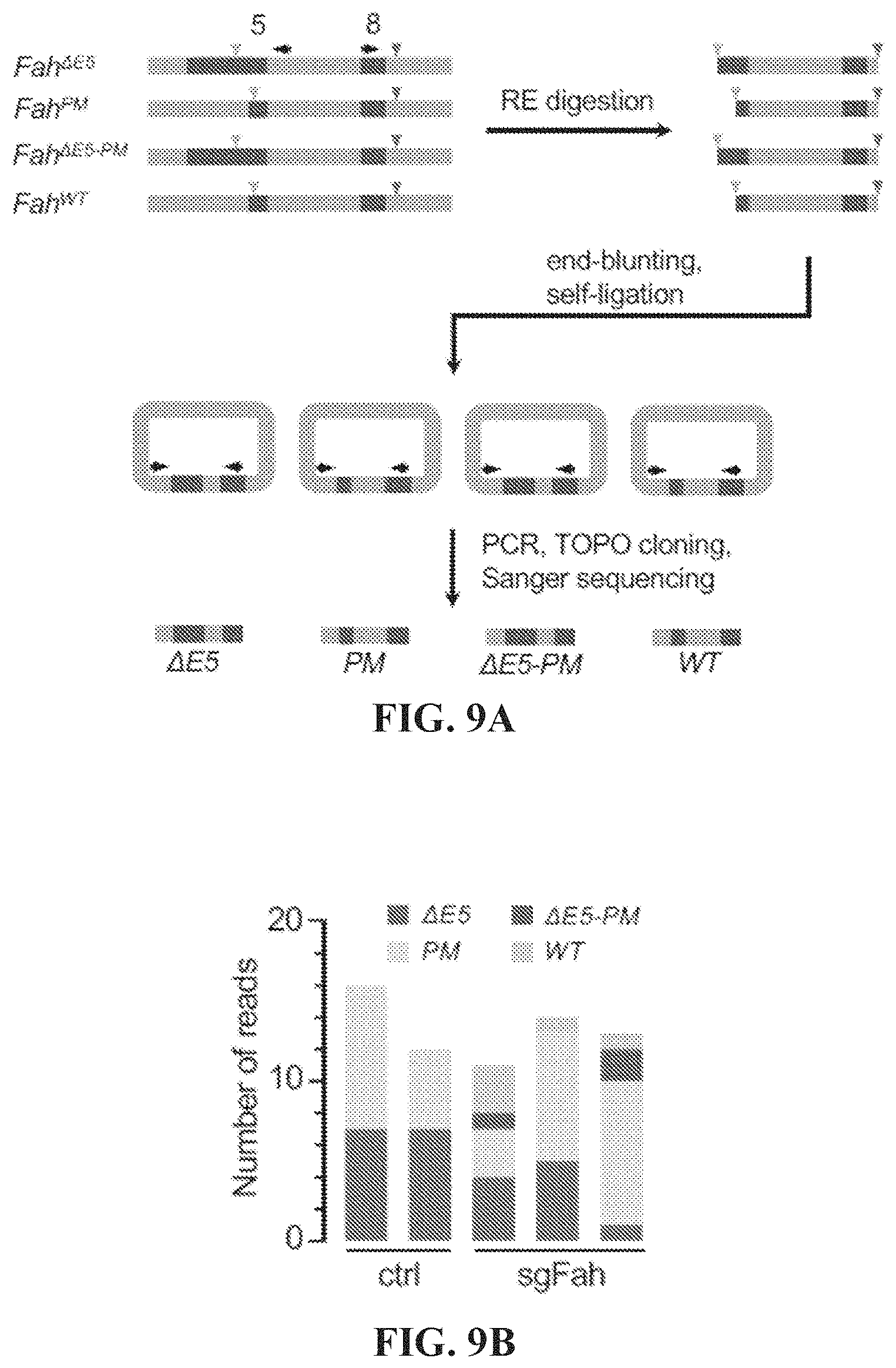 Patent US11773410 Figure 13 – Repairing compound heterozygous recessive mutations by allele exchange