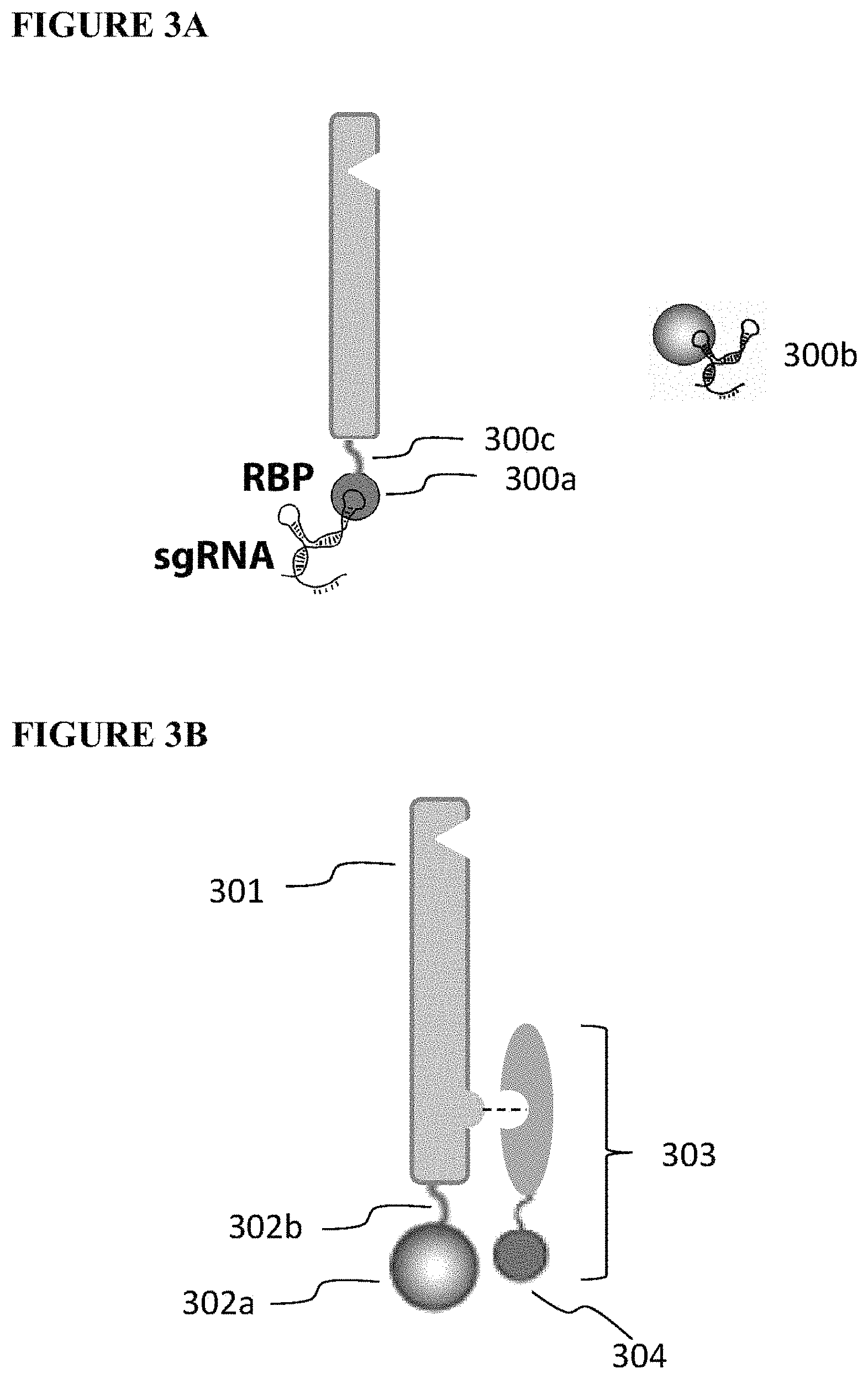 Patent US11773411 Figure 2 – Chimeric proteins and methods of regulating gene expression