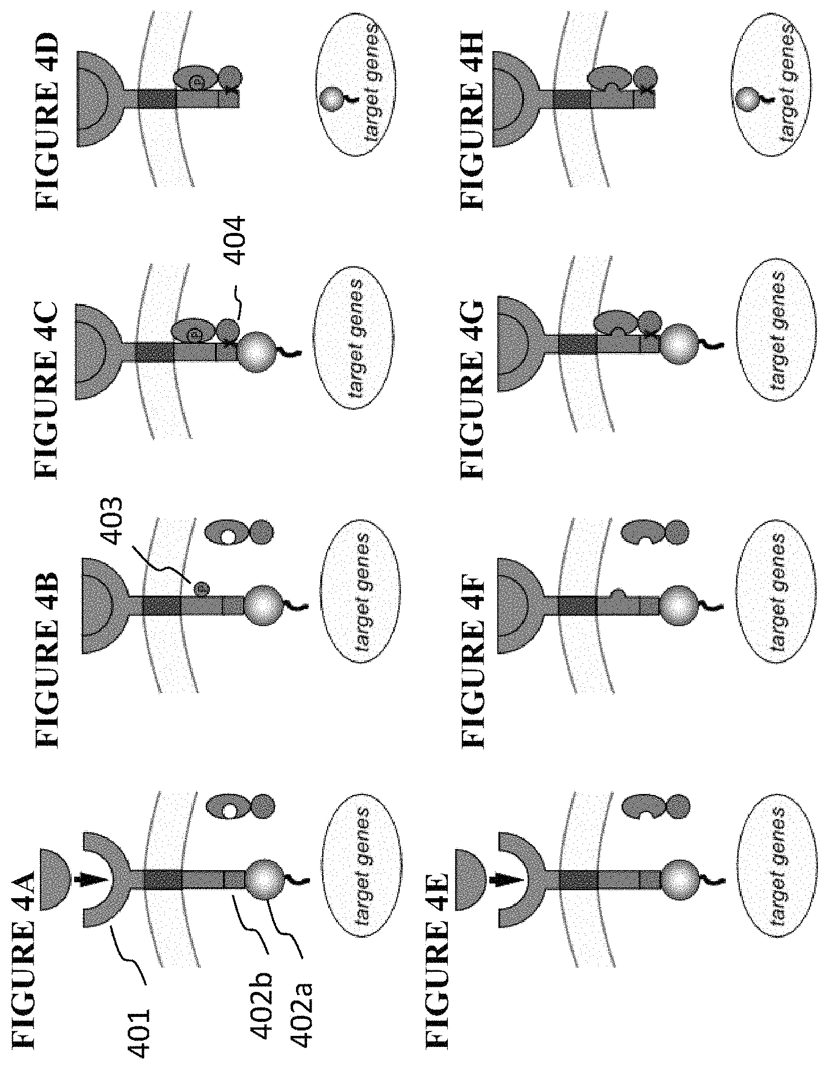 Patent US11773411 Figure 3 – Chimeric proteins and methods of regulating gene expression