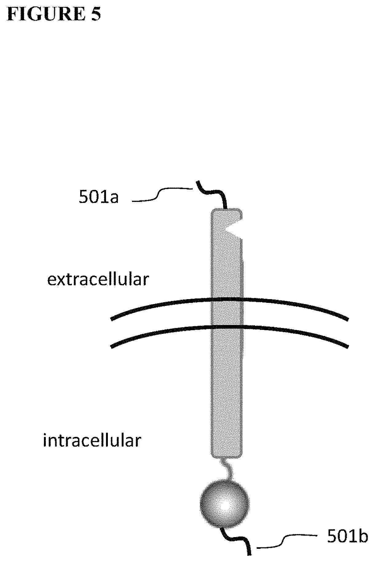 Patent US11773411 Figure 4 – Chimeric proteins and methods of regulating gene expression