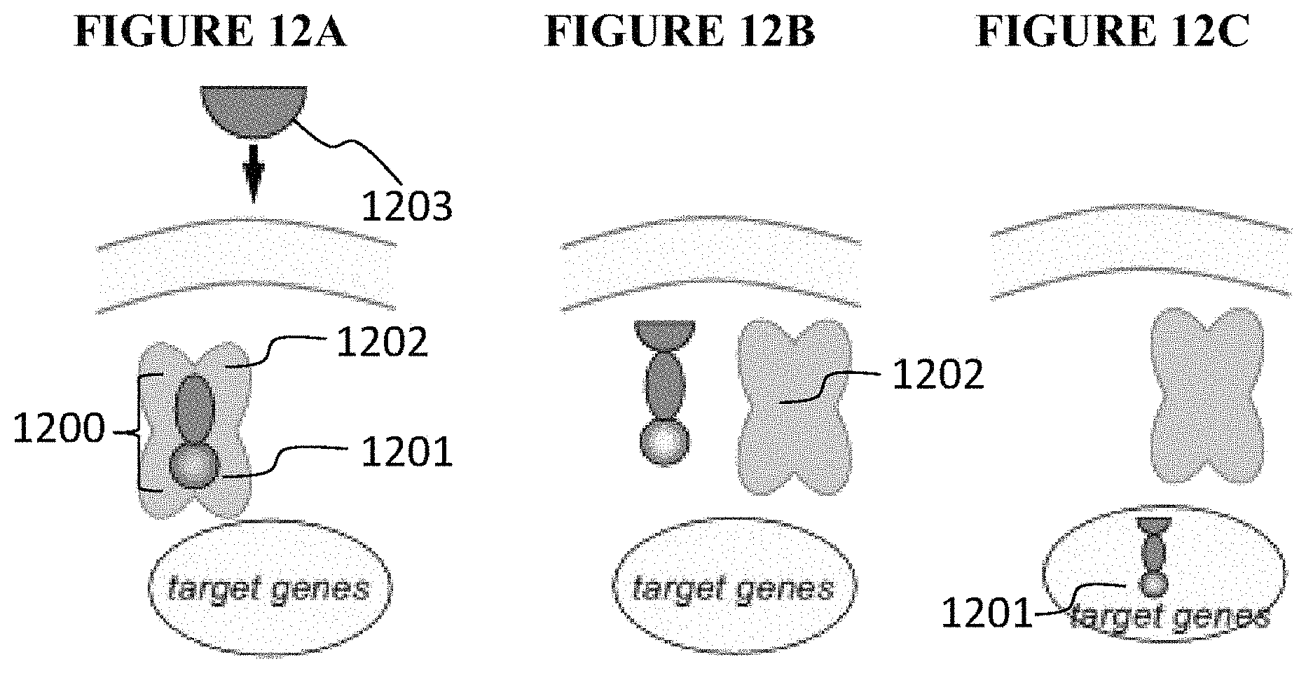Patent US11773411 Figure 11 – Chimeric proteins and methods of regulating gene expression