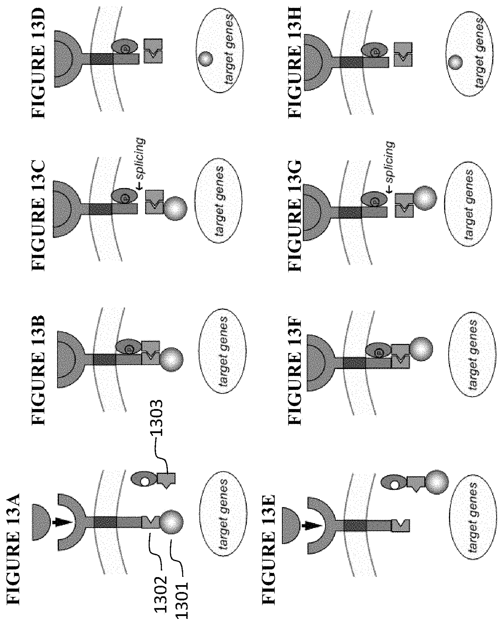 Patent US11773411 Figure 12 – Chimeric proteins and methods of regulating gene expression